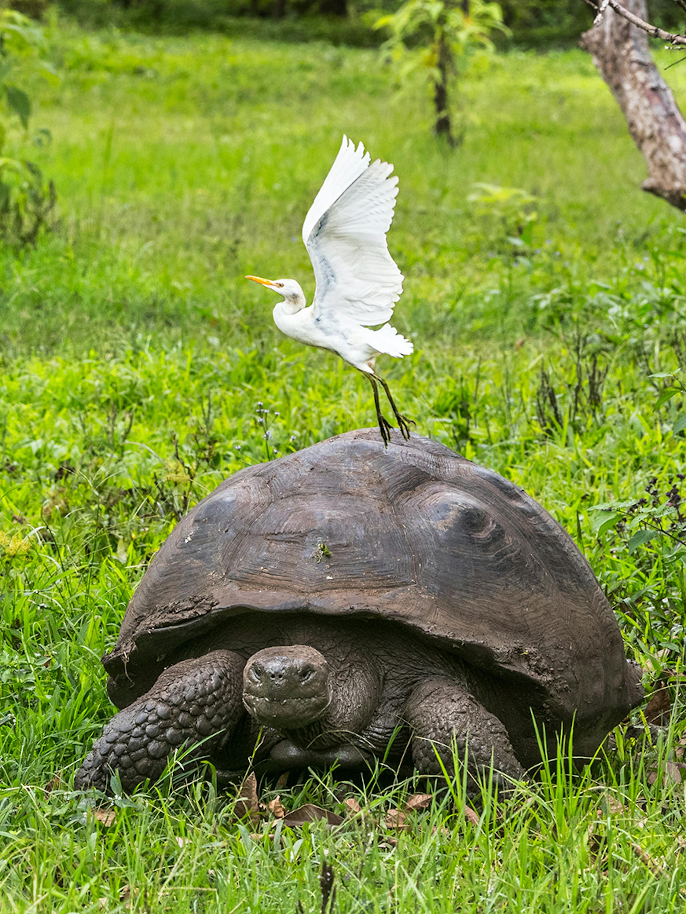 A giant tortoise walks across green grass as a white bird rides on its shell, with blurred shrubs behind.