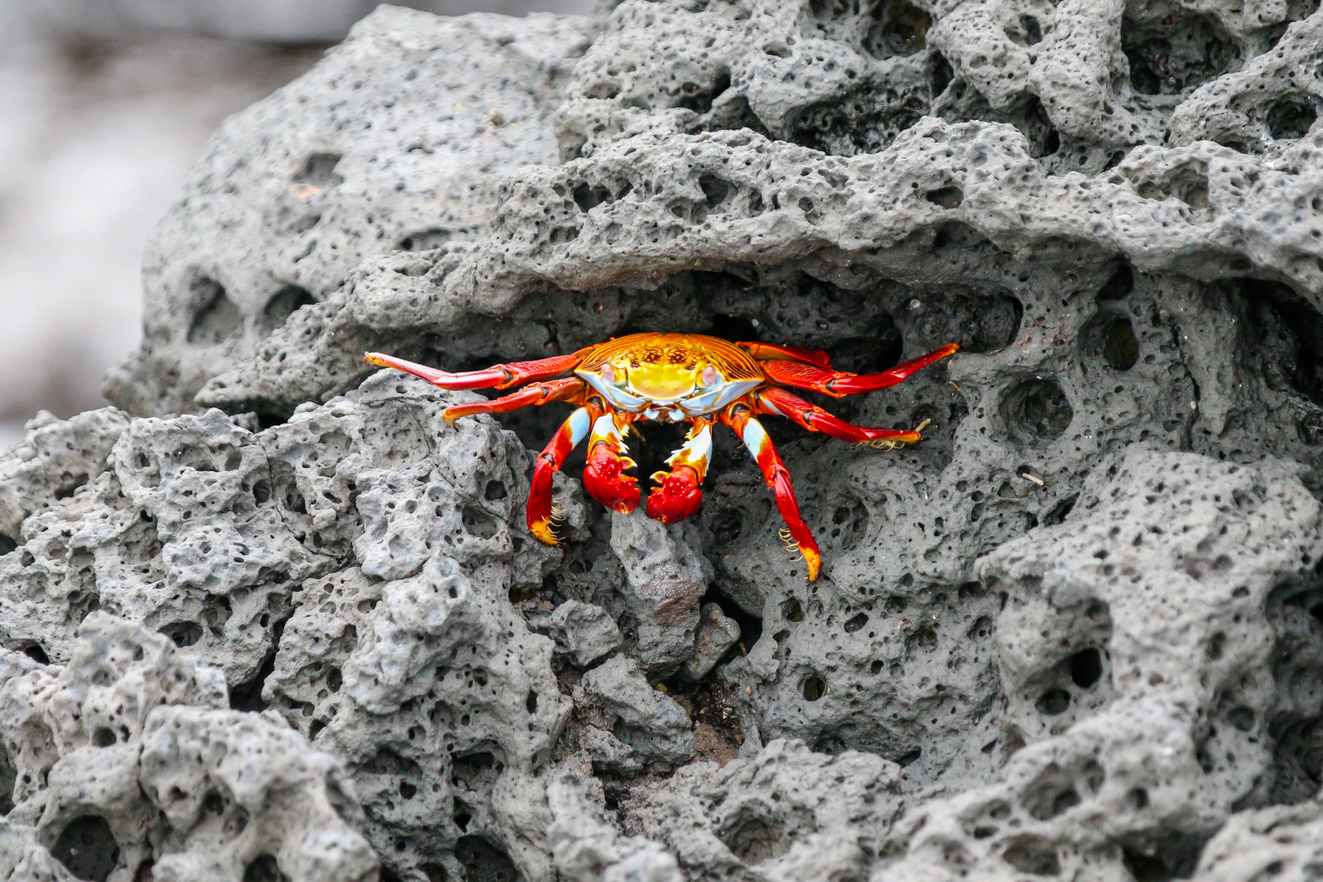 A bright red sally lightfoot crab clings to grey rock, its legs spread wide across the rough stone surface.