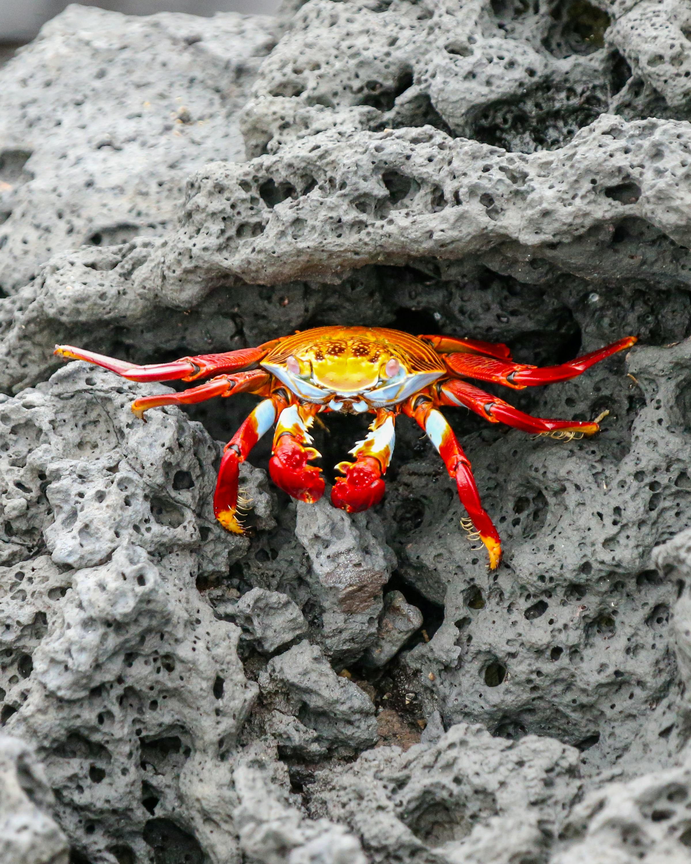 A bright red sally lightfoot crab clings to grey rock, its legs spread wide across the rough stone surface.