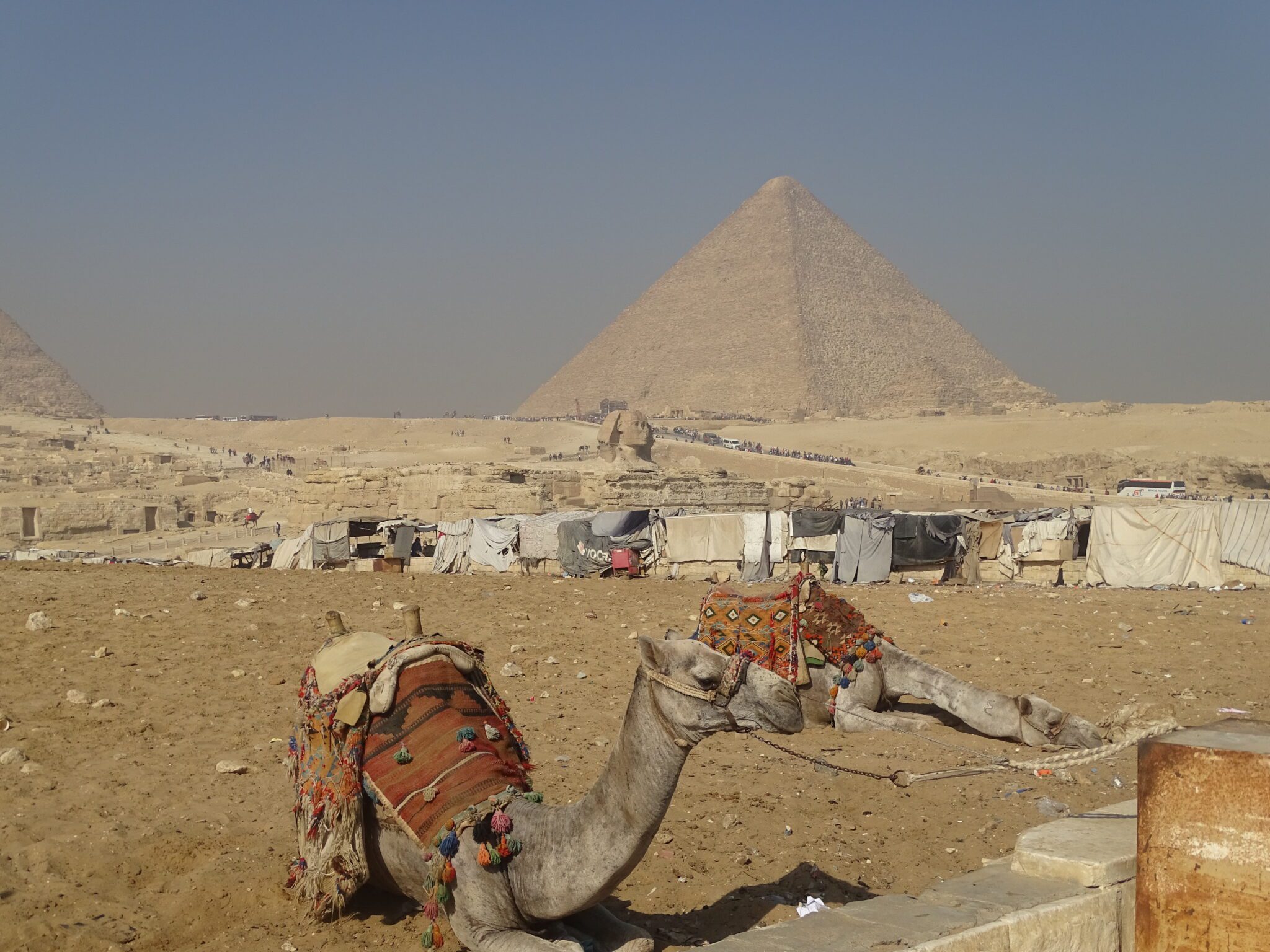 Two camels rest on sandy ground with blankets and gear, while a pyramid rises hazy in the desert distance.