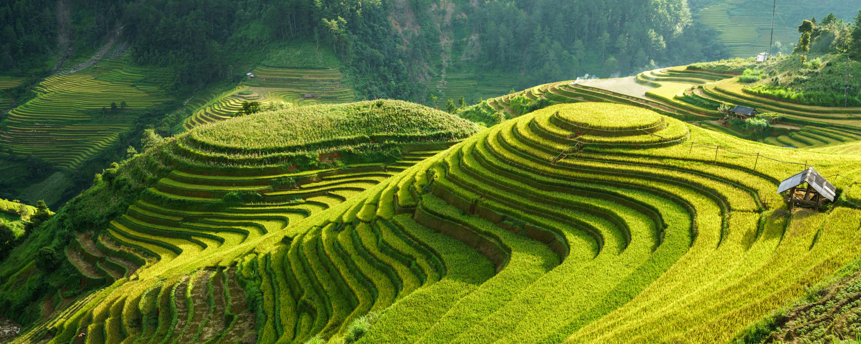 Sunlit rice terraces curve across green hills, stepping down toward a valley with low clouds hugging distant mountains.