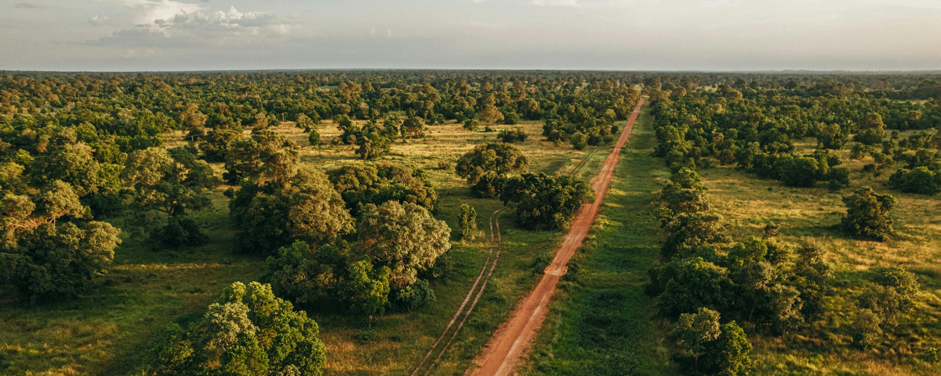 An aerial view shows a straight red dirt road cutting through green wetlands and trees in Brazil’s Pantanal.