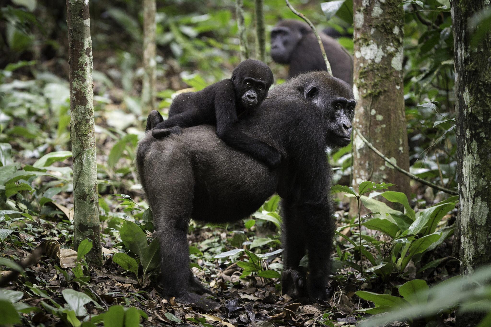 A western lowland gorilla stands on a forest path, looking back over its shoulder among lush green plants.