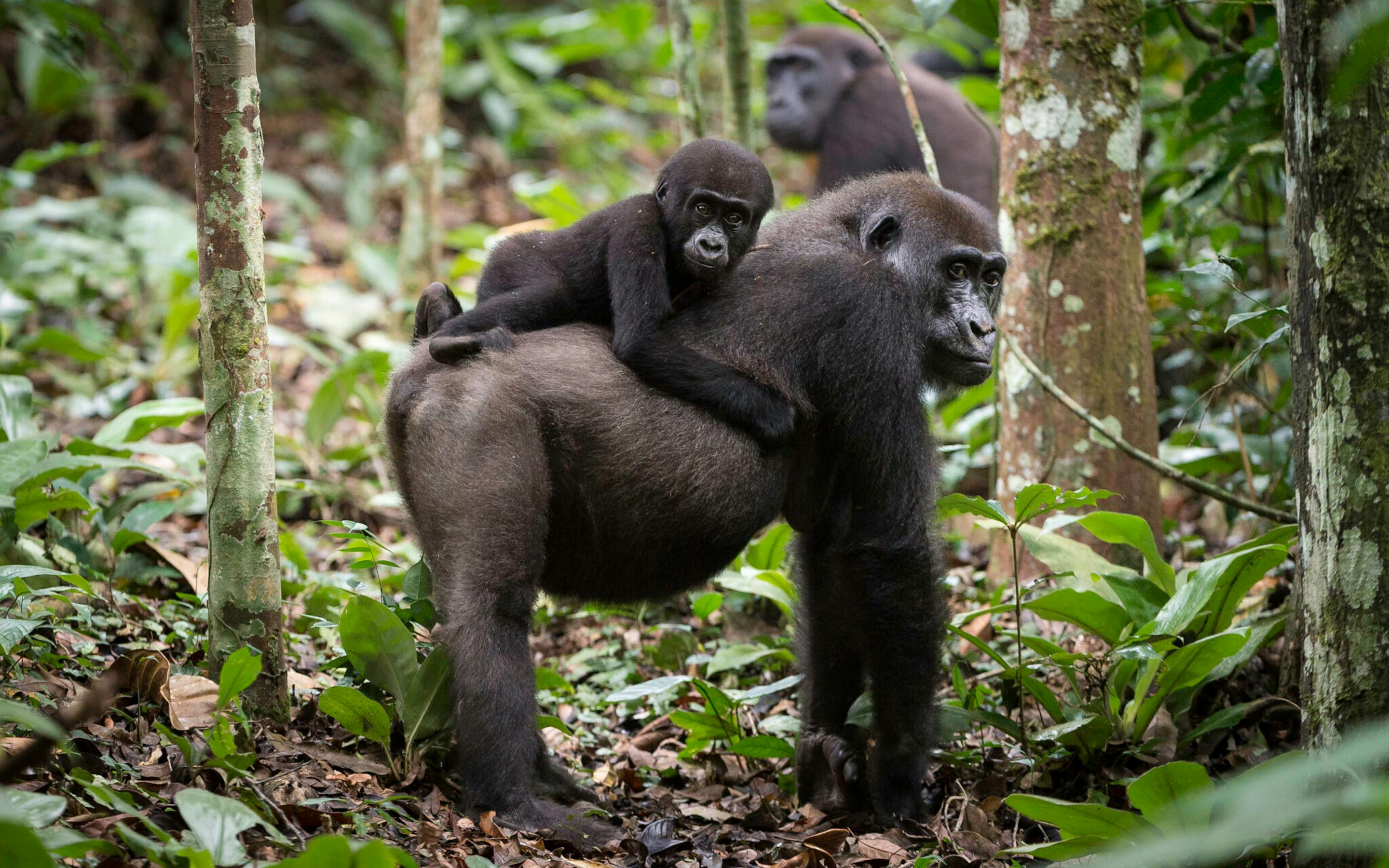 A western lowland gorilla stands on a forest path, looking back over its shoulder among lush green plants.