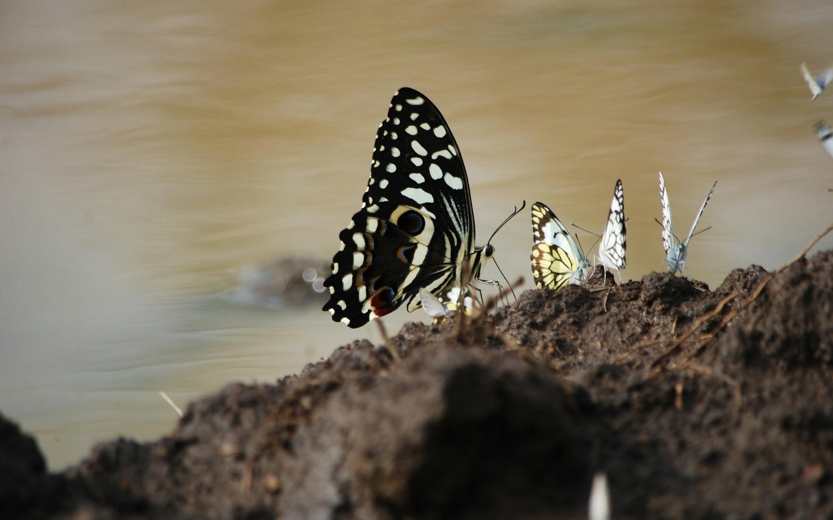 A black-and-white butterfly rests on damp soil beside a puddle, its wings open with delicate spots and patterns.