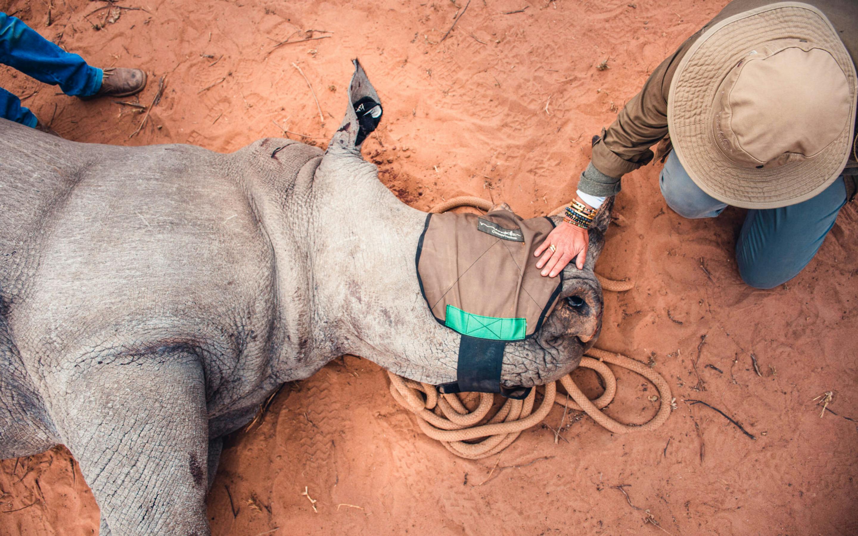 A rhino lies on red earth as a ranger fits a tracking collar, with coiled rope and gloved hands close by.