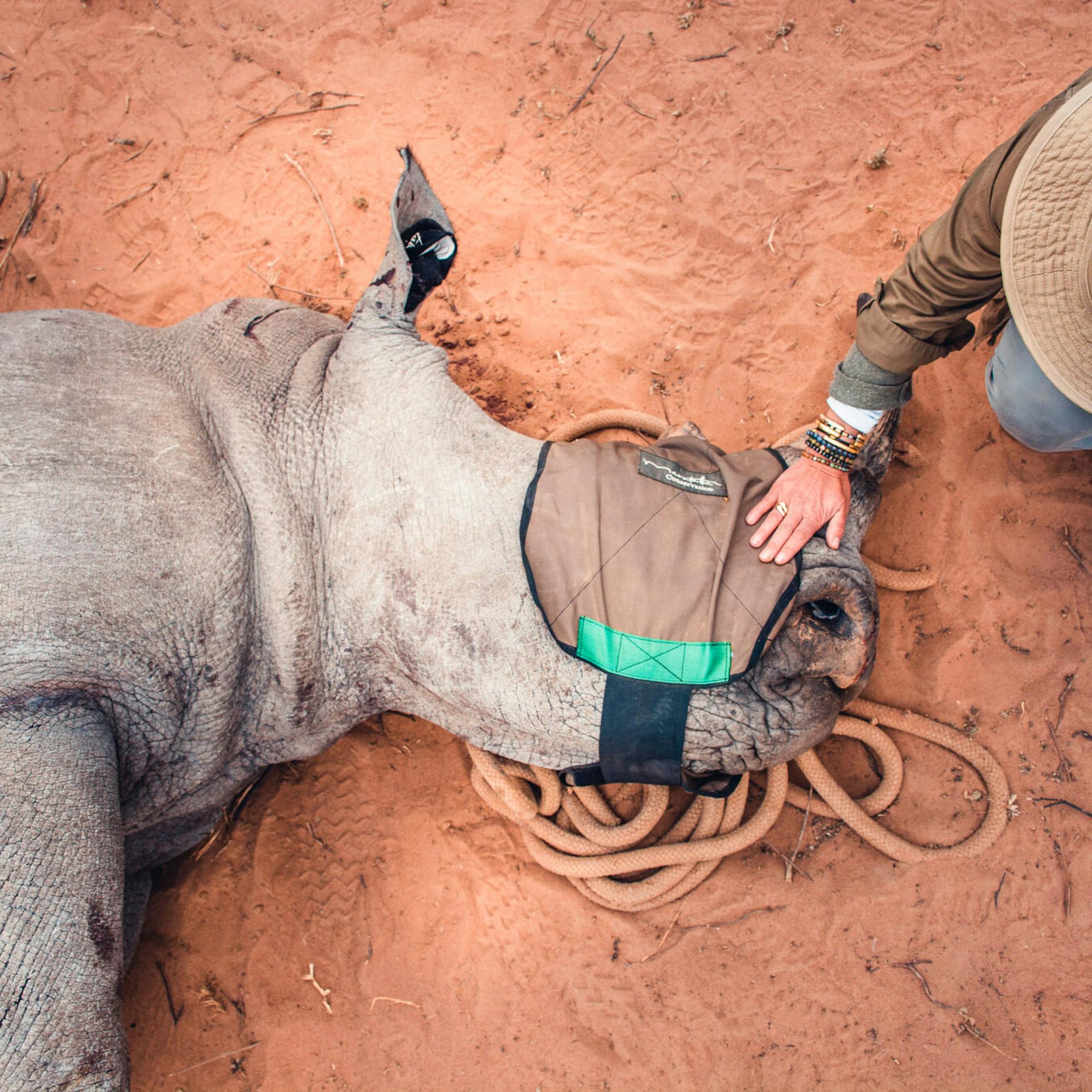 A rhino lies on red earth as a ranger fits a tracking collar, with coiled rope and gloved hands close by.