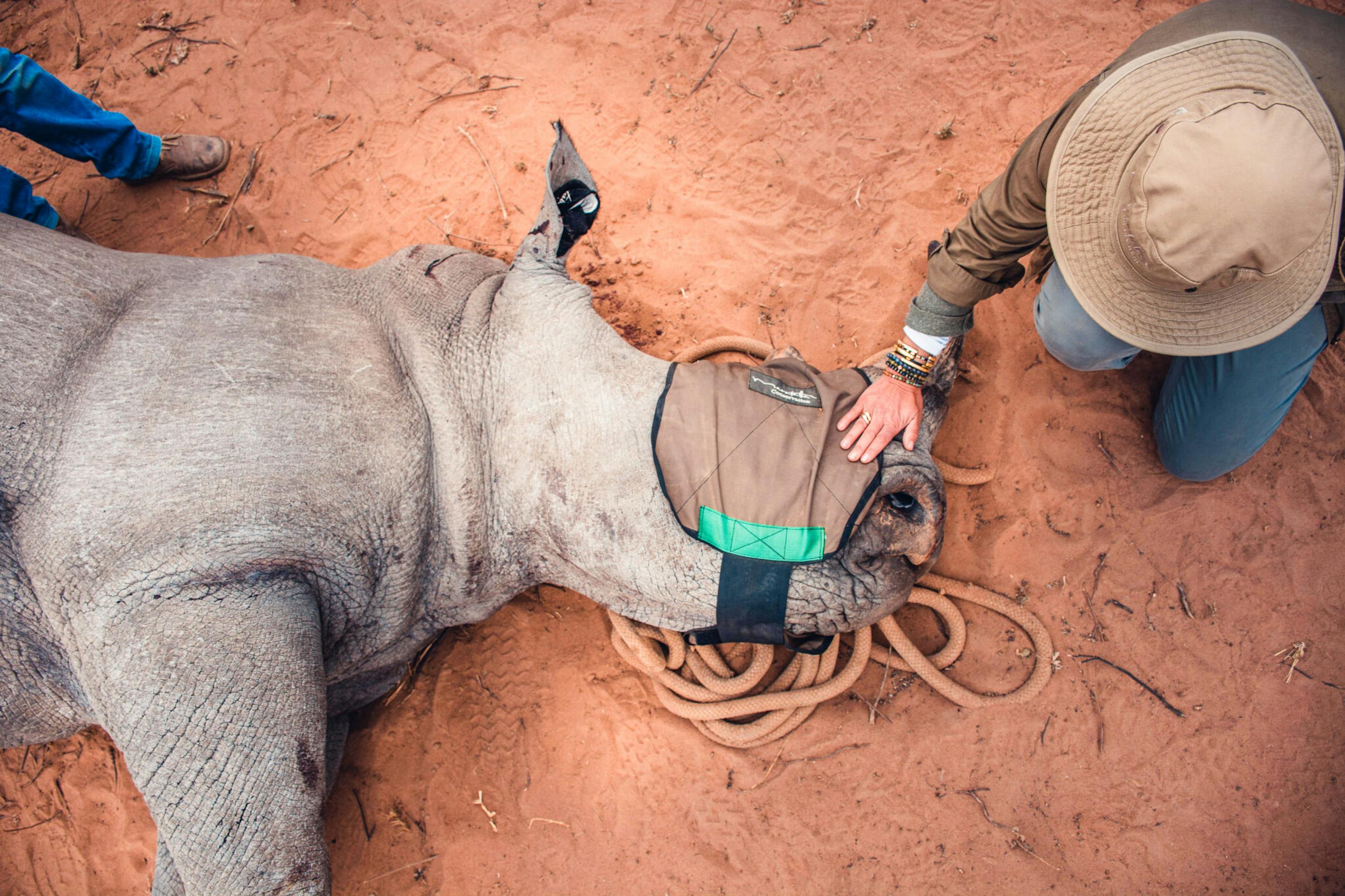A rhino lies on red earth as a ranger fits a tracking collar, with coiled rope and gloved hands close by.