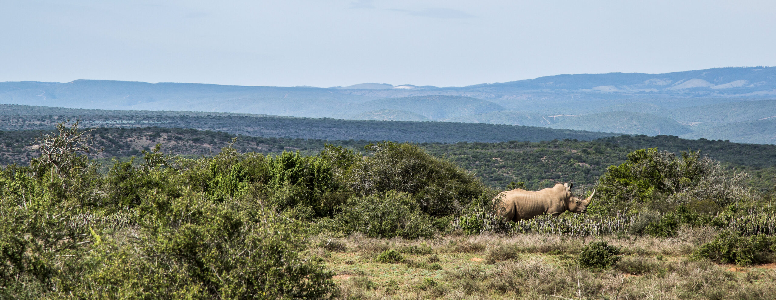 A lone rhinoceros grazes in scrubby grassland, with layered hills and stormy clouds stretching across the horizon.