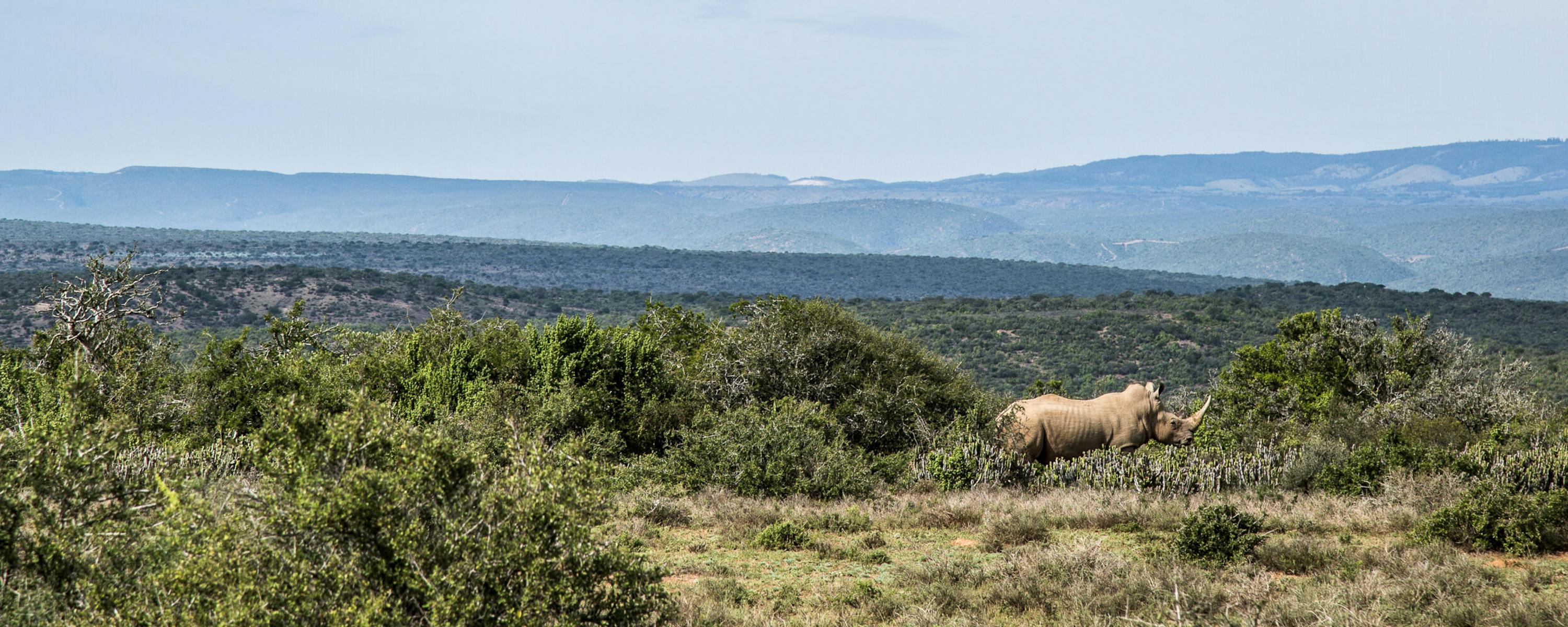 A lone rhinoceros grazes in scrubby grassland, with layered hills and stormy clouds stretching across the horizon.