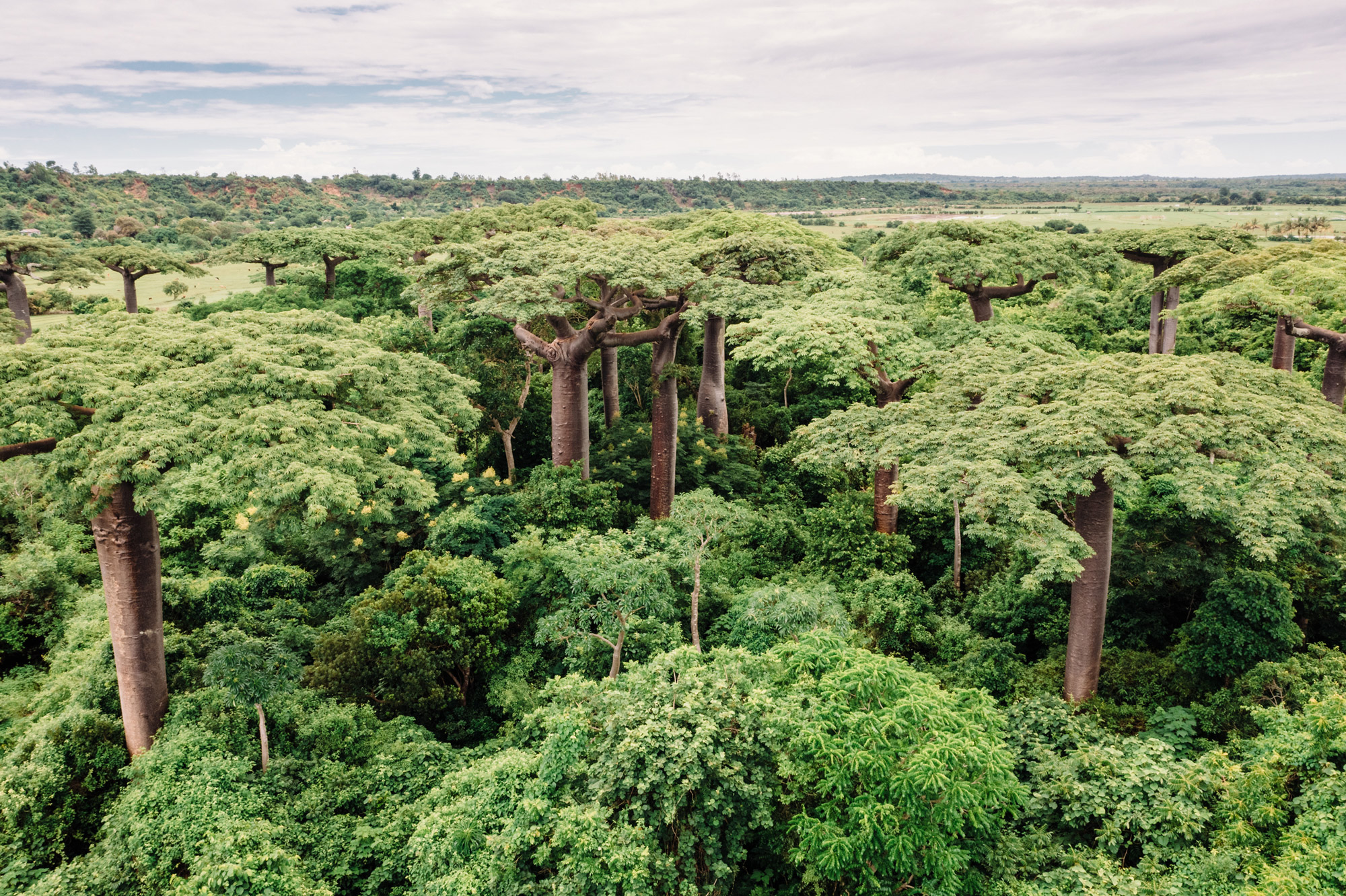 Tall baobab trees rise from dense green scrub near the coast at Nosy Anako, stretching toward the horizon.