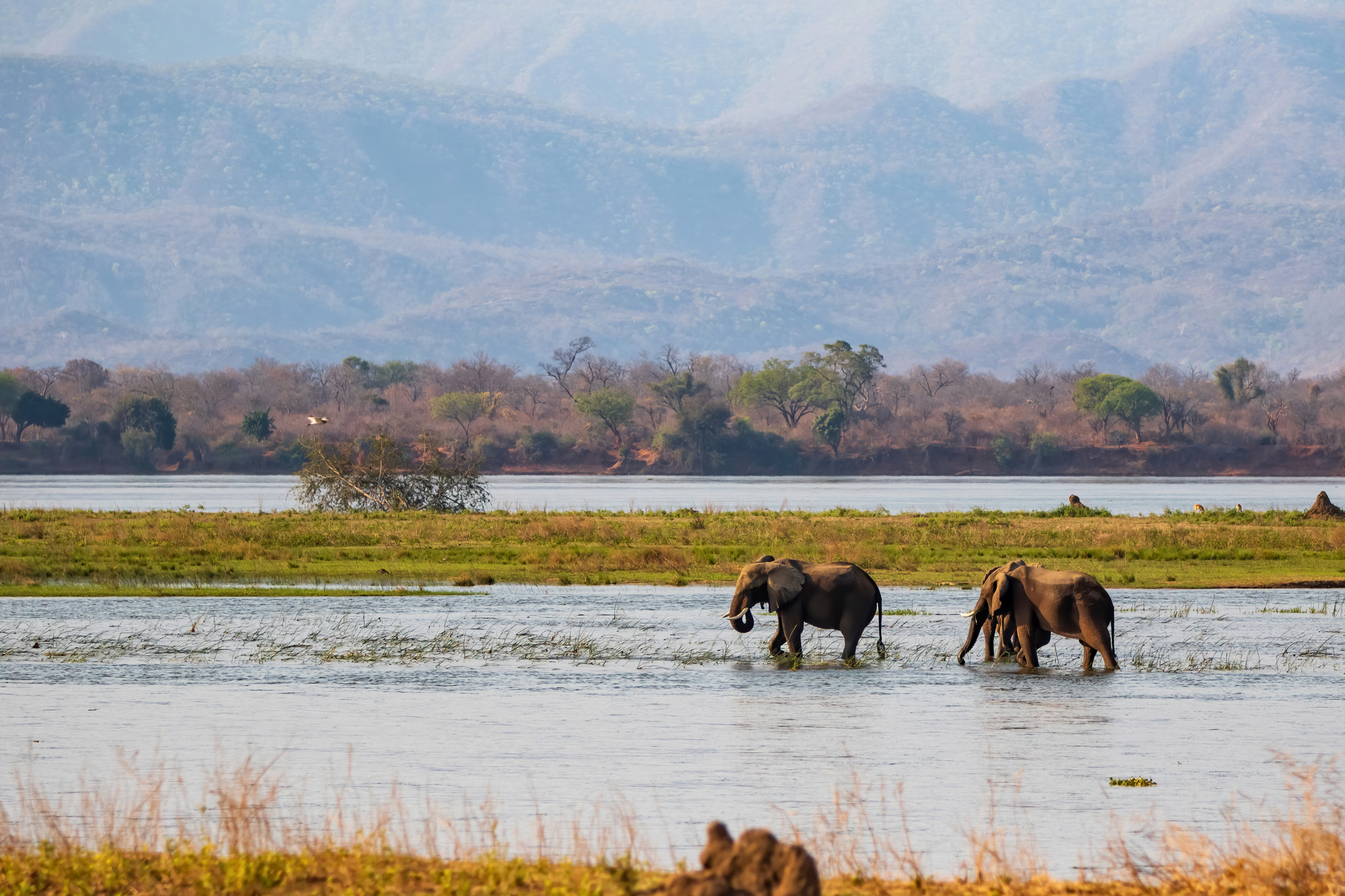 Elephants wade through shallow water at Mana Pools, with reeds and distant mountains visible in hazy afternoon light.