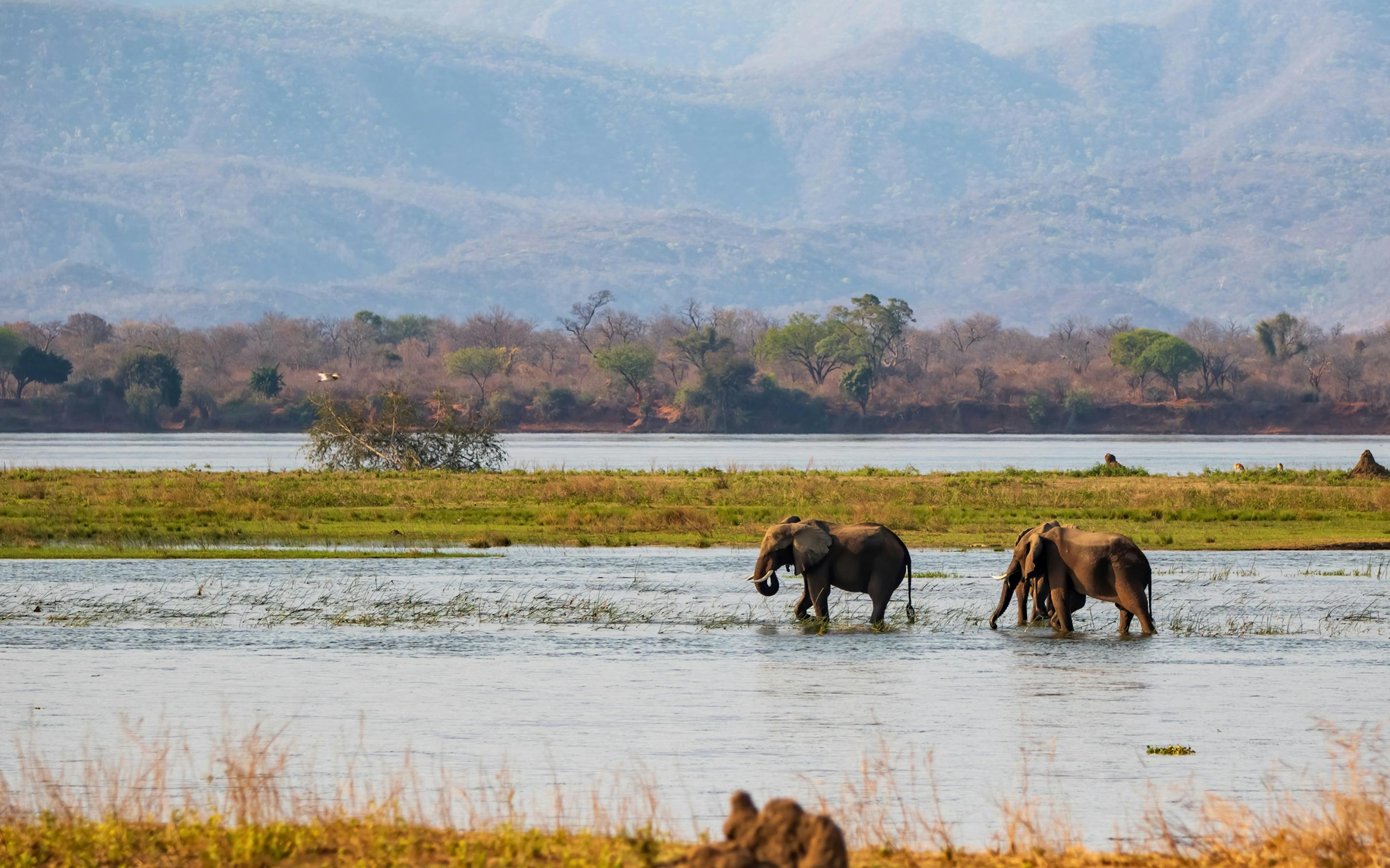 Elephants wade through shallow water at Mana Pools, with reeds and distant mountains visible in hazy afternoon light.