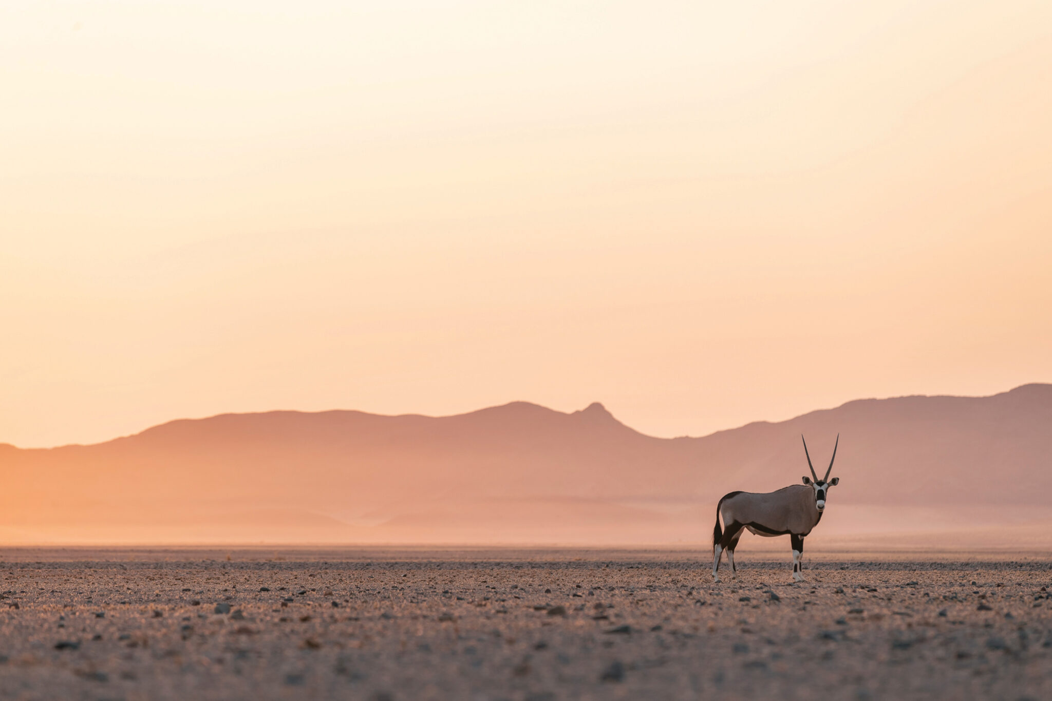 A lone gemsbok stands on sandy desert flats, its curved horns silhouetted against distant mountains in soft light.