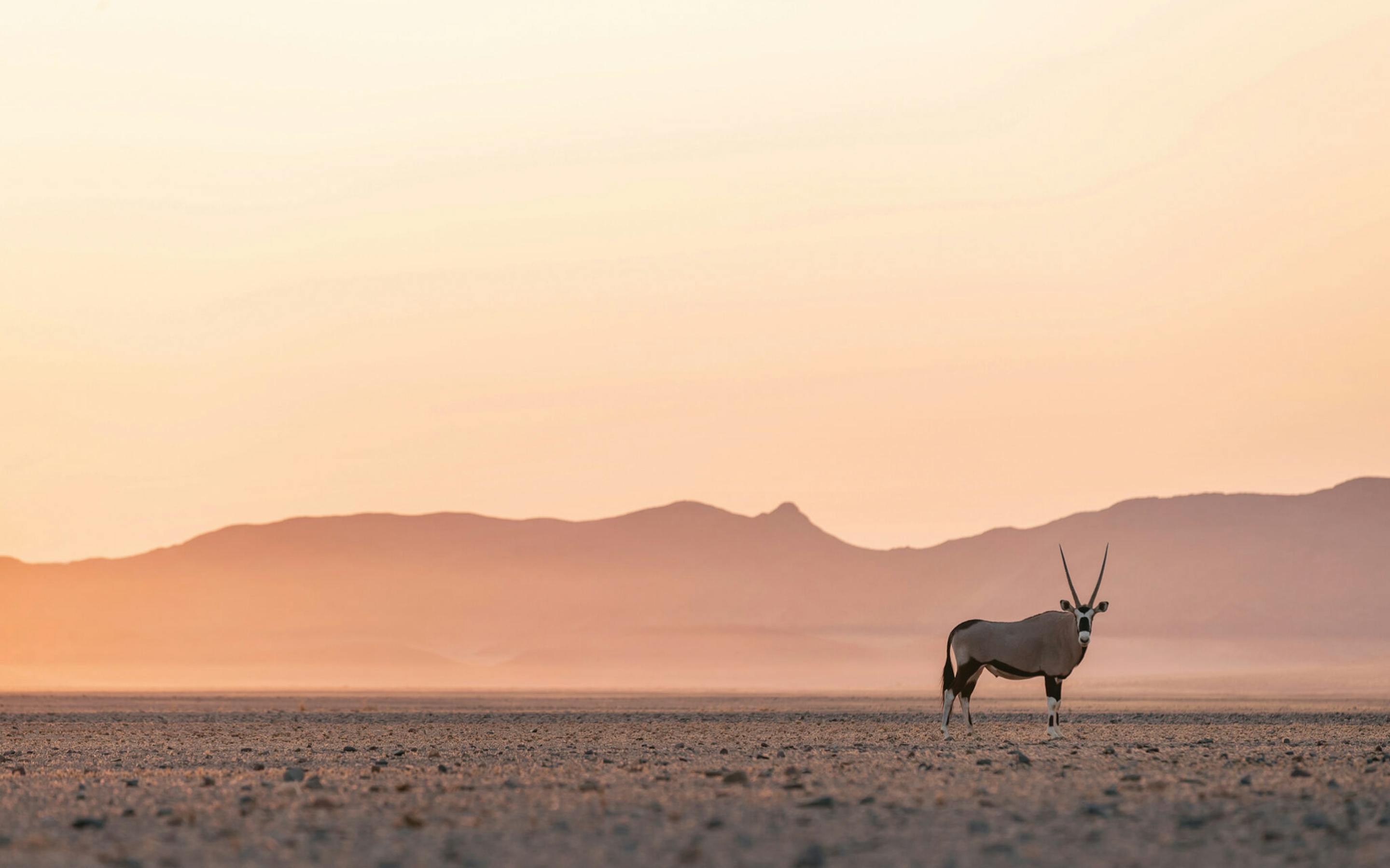 A lone gemsbok stands on sandy desert flats, its curved horns silhouetted against distant mountains in soft light.