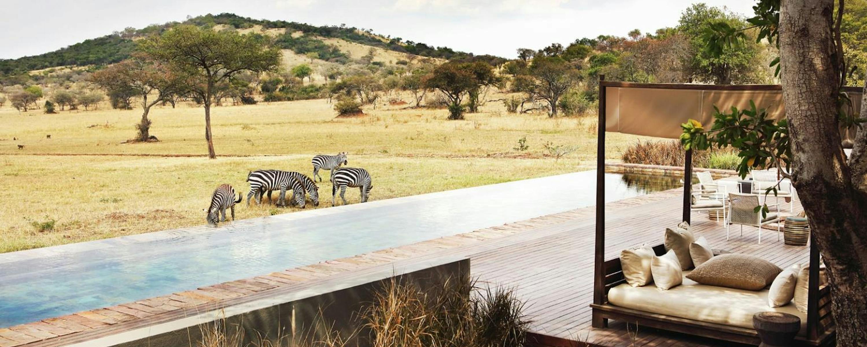 Infinity pool beside a shaded deck overlooks golden savanna, where Zebra are grazing.