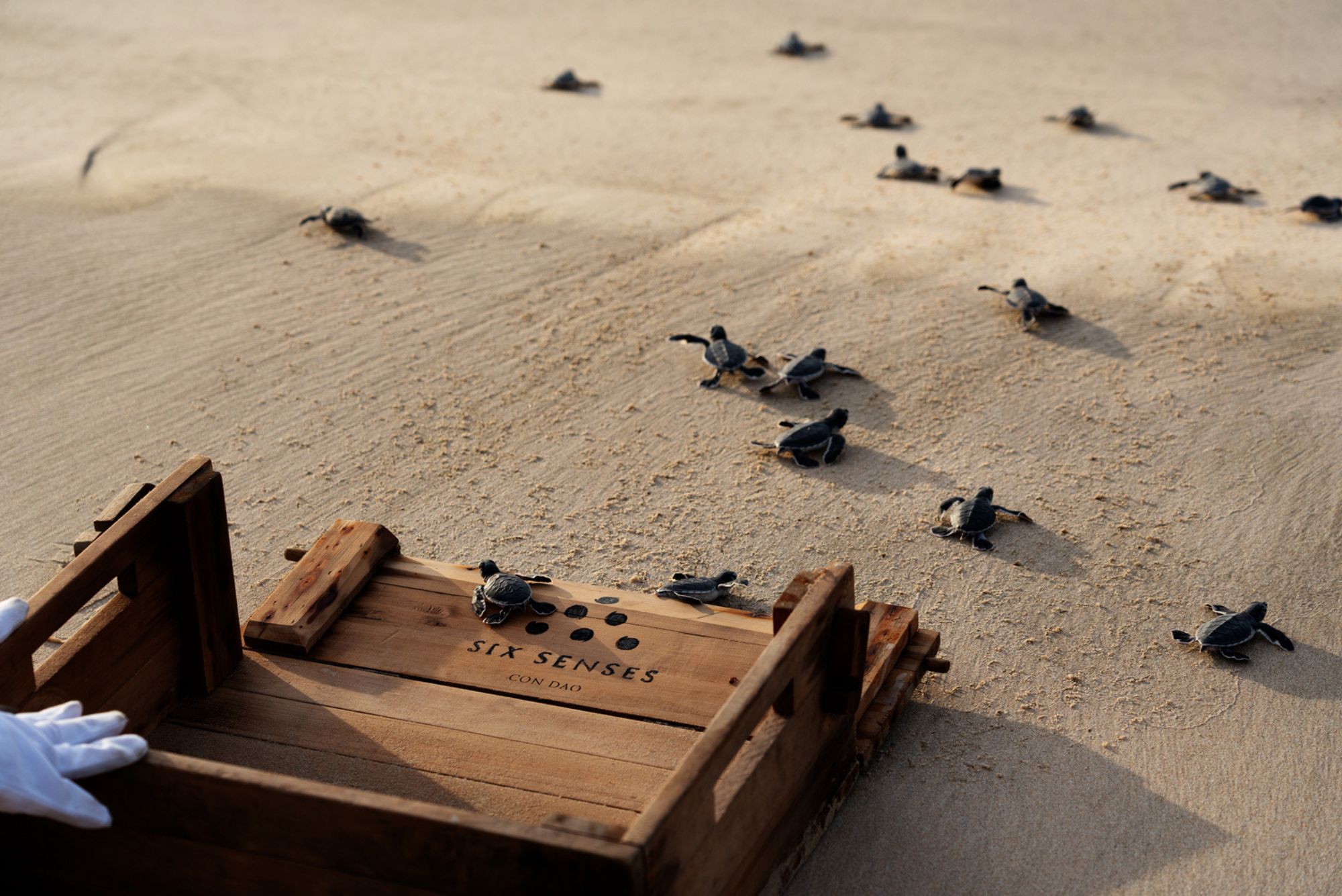 Sea turtle hatchlings crawl across smooth sand toward the surf, beside a wooden crate and gloved hands nearby.