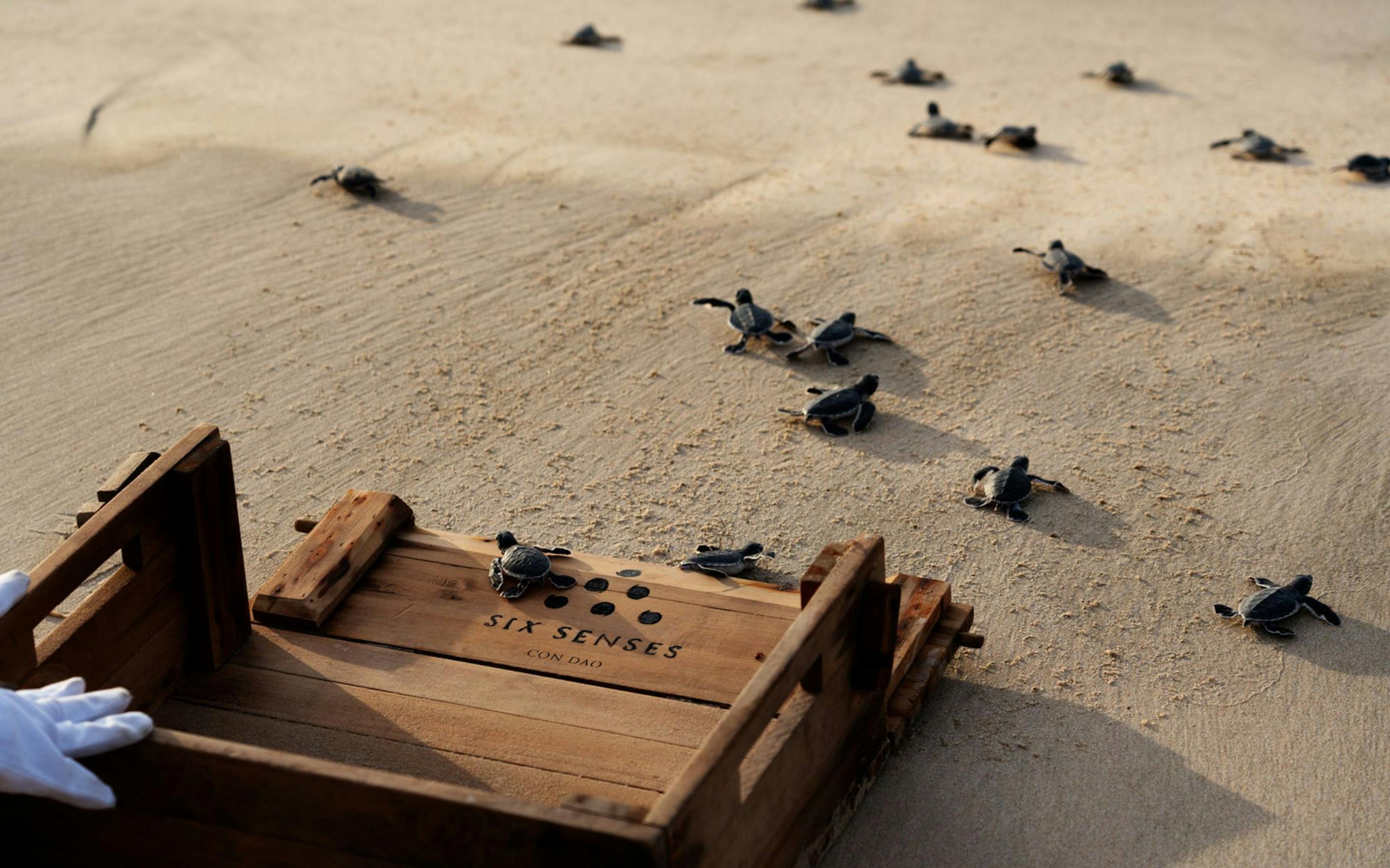Sea turtle hatchlings crawl across smooth sand toward the surf, beside a wooden crate and gloved hands nearby.