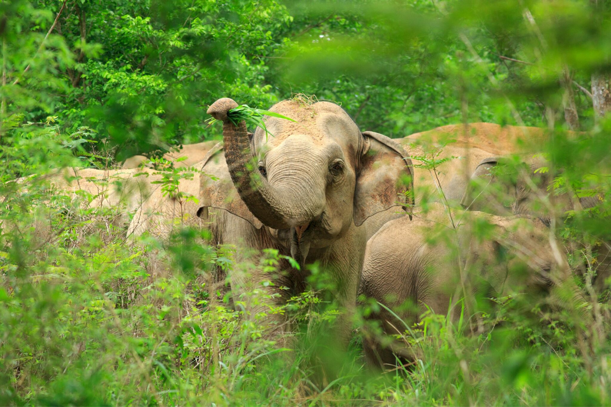 An elephant stands in tall green grass, its trunk lowered as it grazes near a dirt track in a sunlit clearing.