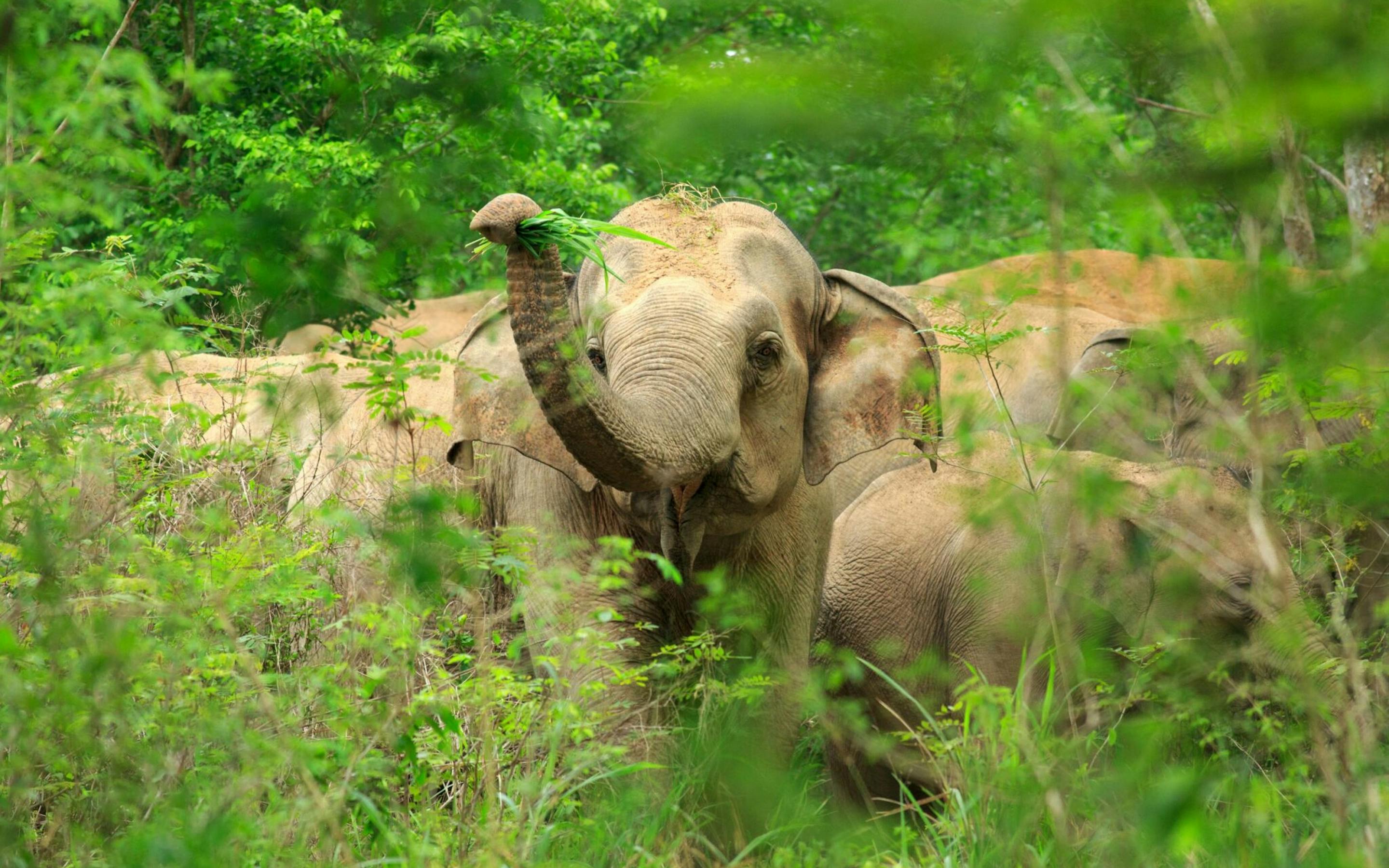 An elephant stands in tall green grass, its trunk lowered as it grazes near a dirt track in a sunlit clearing.