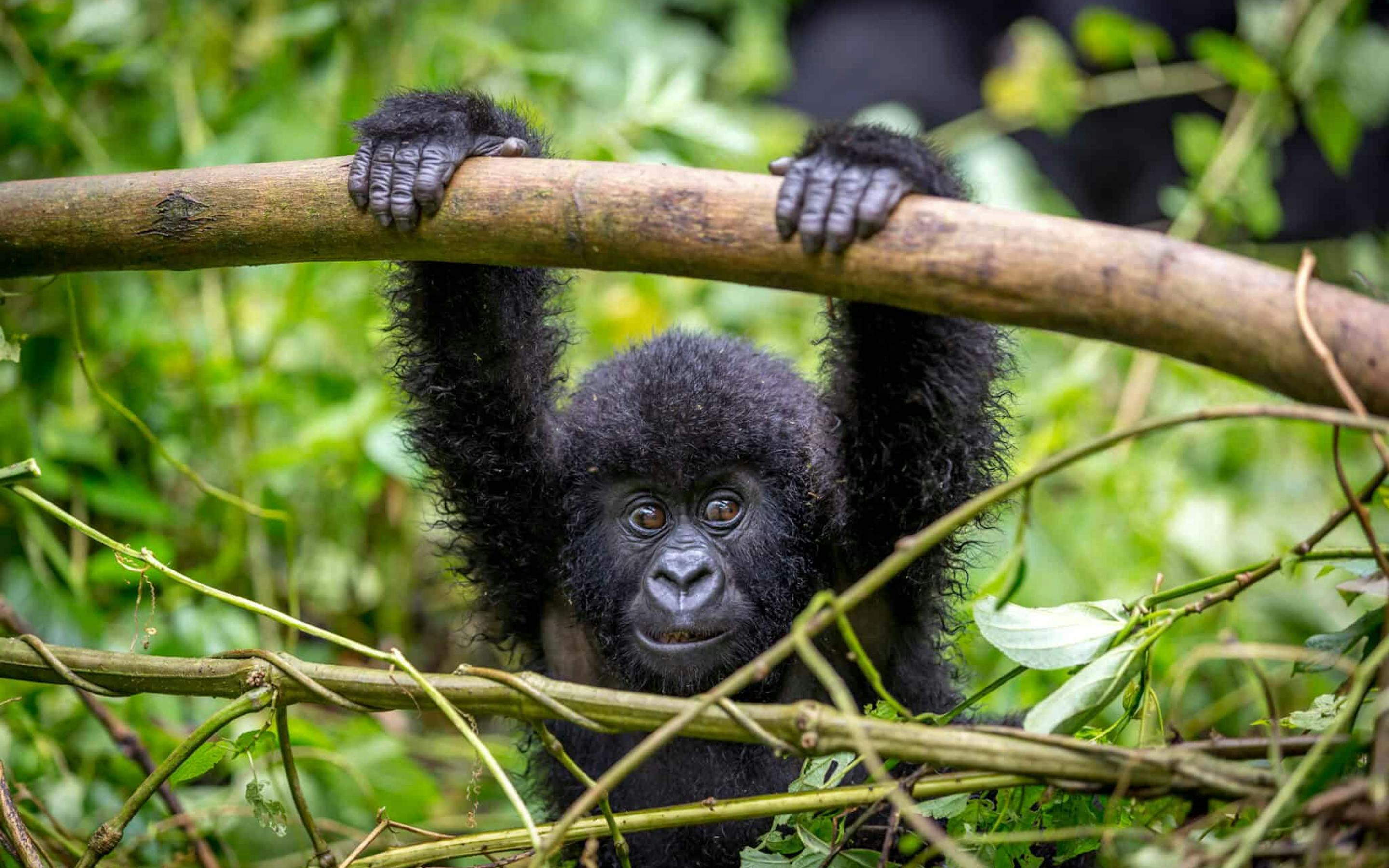 Close-up of a gorilla gripping a branch above its head, with dark fur framed by bright leaves and tangled vines.
