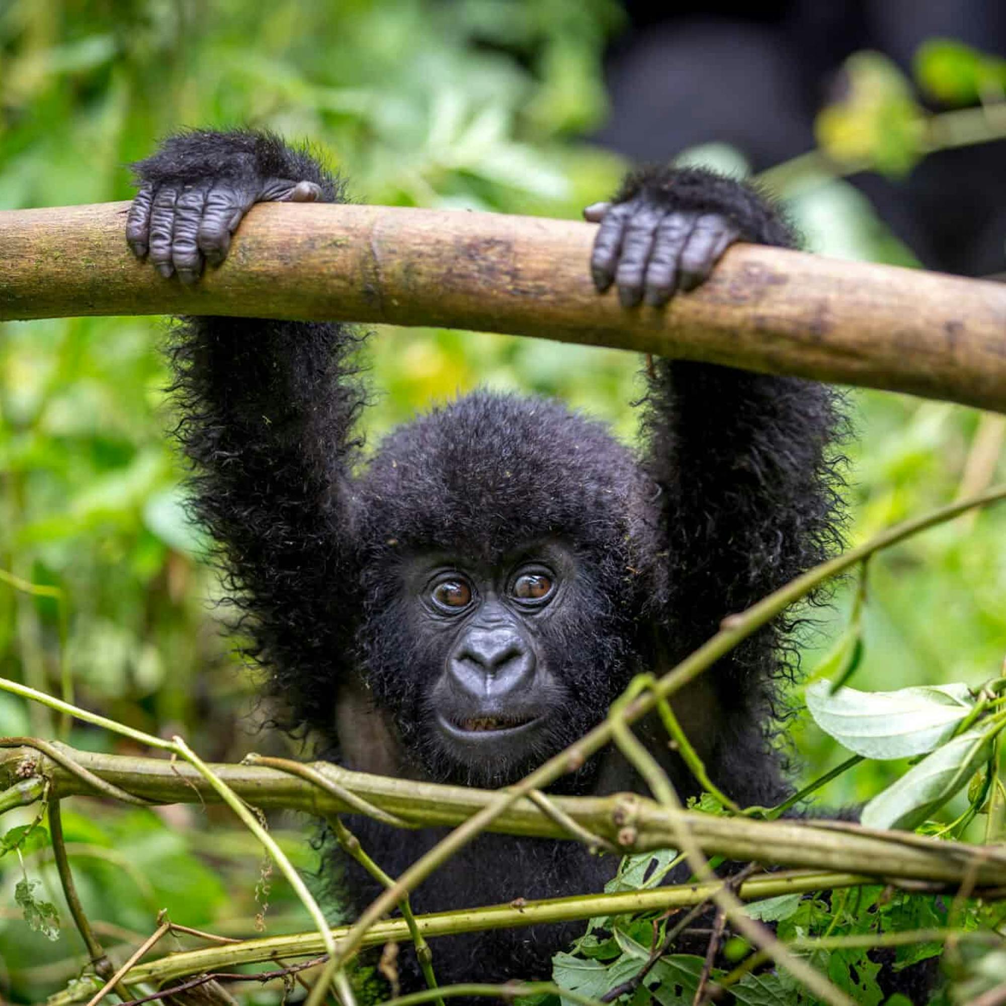 Close-up of a gorilla gripping a branch above its head, with dark fur framed by bright leaves and tangled vines.