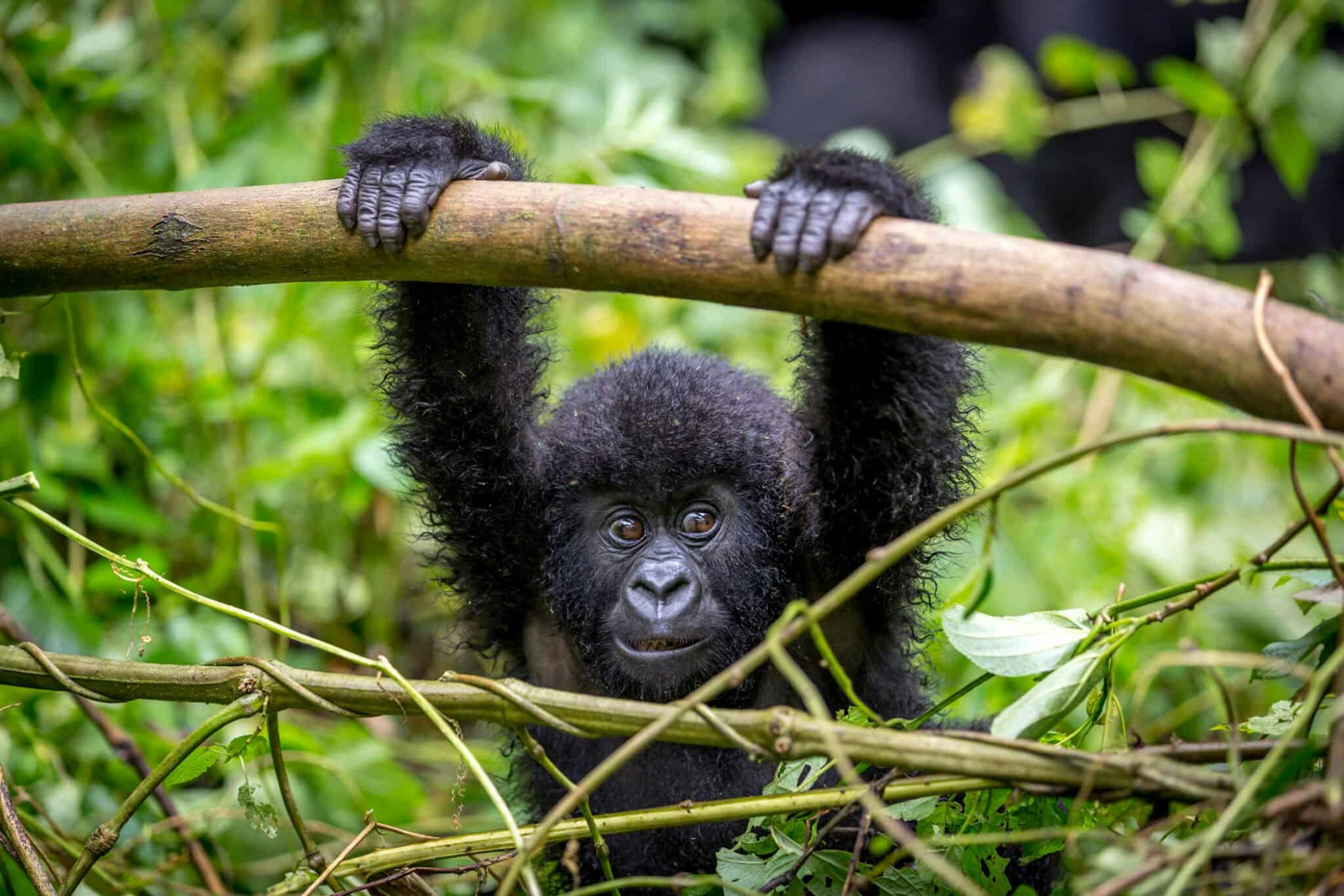 Close-up of a gorilla gripping a branch above its head, with dark fur framed by bright leaves and tangled vines.