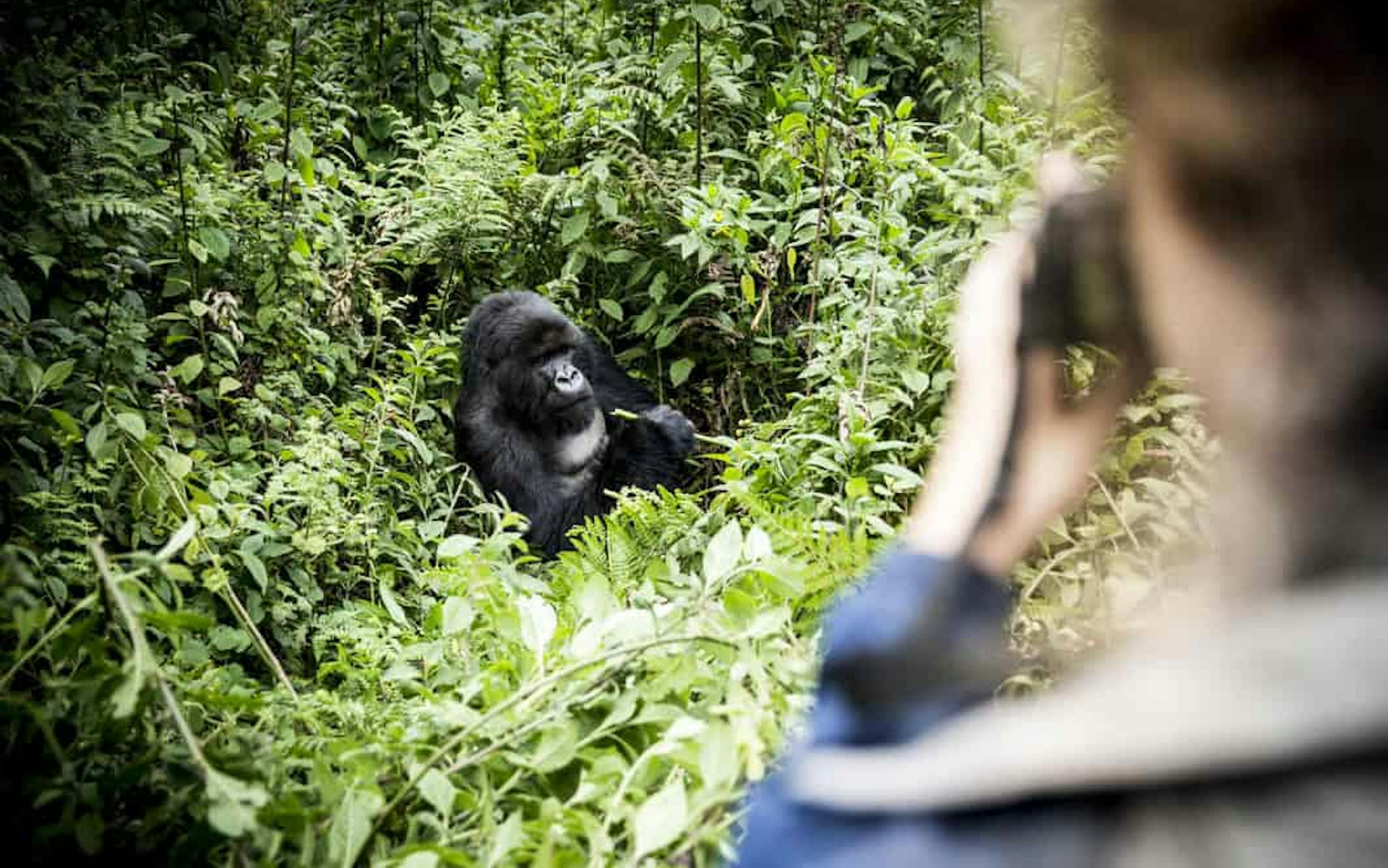 A gorilla sits in thick green vegetation while a person in the foreground raises a camera to photograph it.