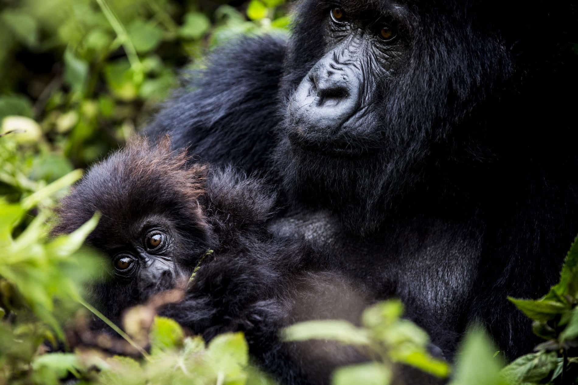 Adult gorilla rests among leafy plants with a smaller gorilla nestled close, both faces partially lit by sunlight.