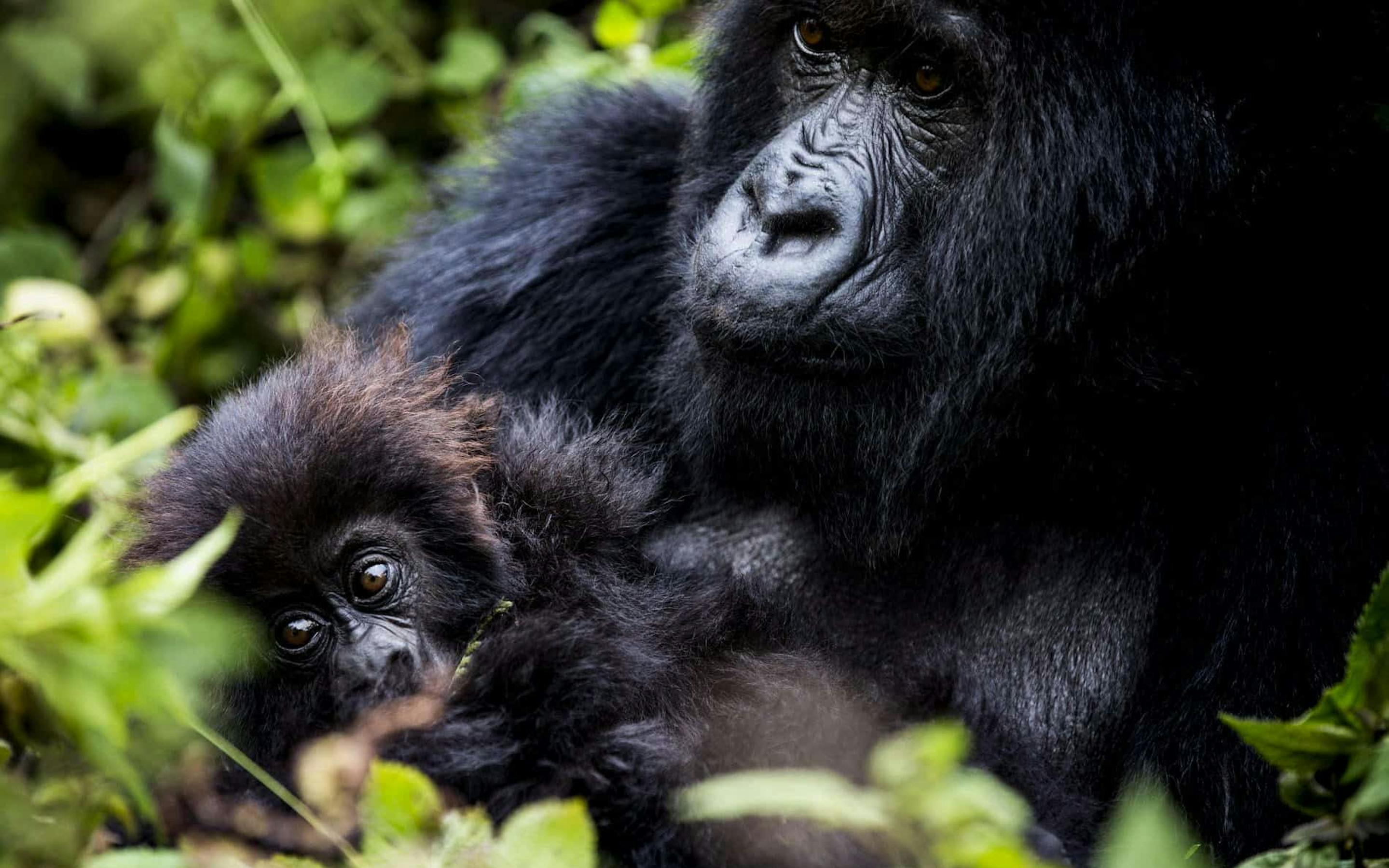 Adult gorilla rests among leafy plants with a smaller gorilla nestled close, both faces partially lit by sunlight.