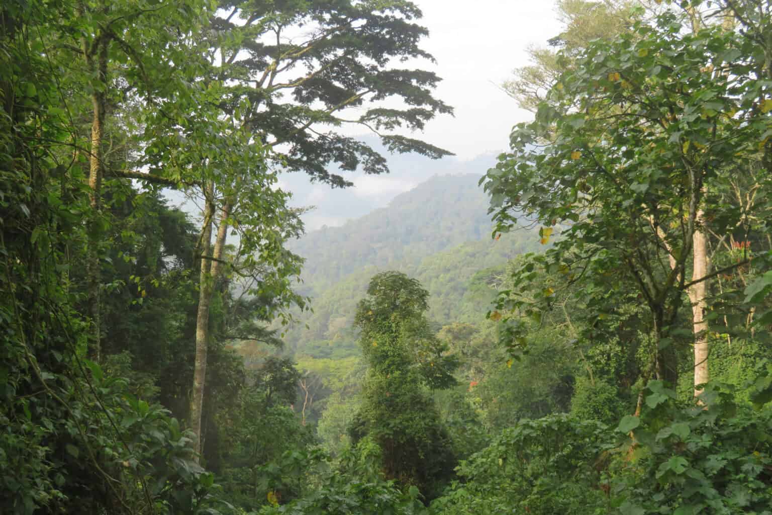 Lush rainforest trees frame a misty valley view, with layered green hills fading into soft gray clouds beyond.