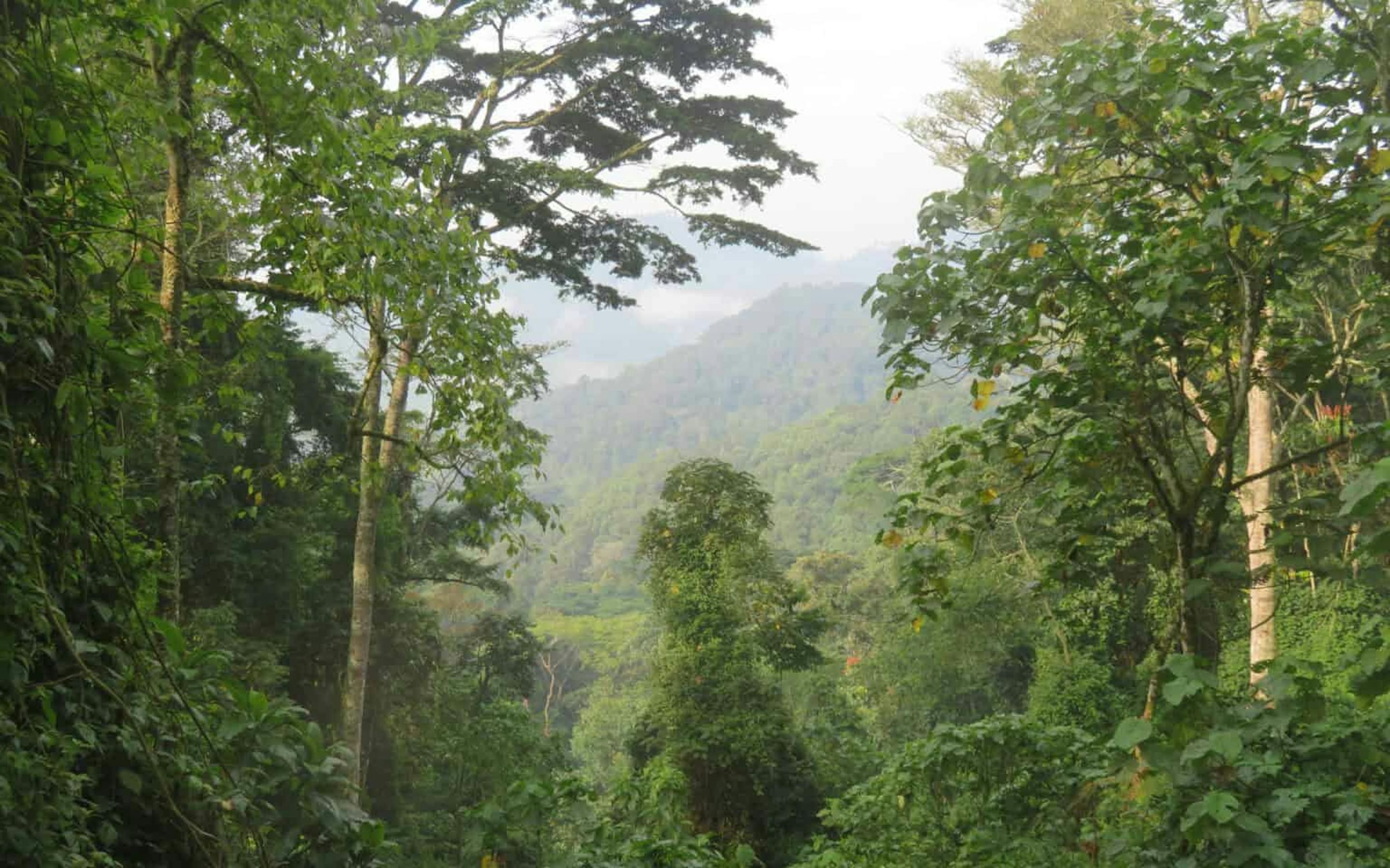 Lush rainforest trees frame a misty valley view, with layered green hills fading into soft gray clouds beyond.