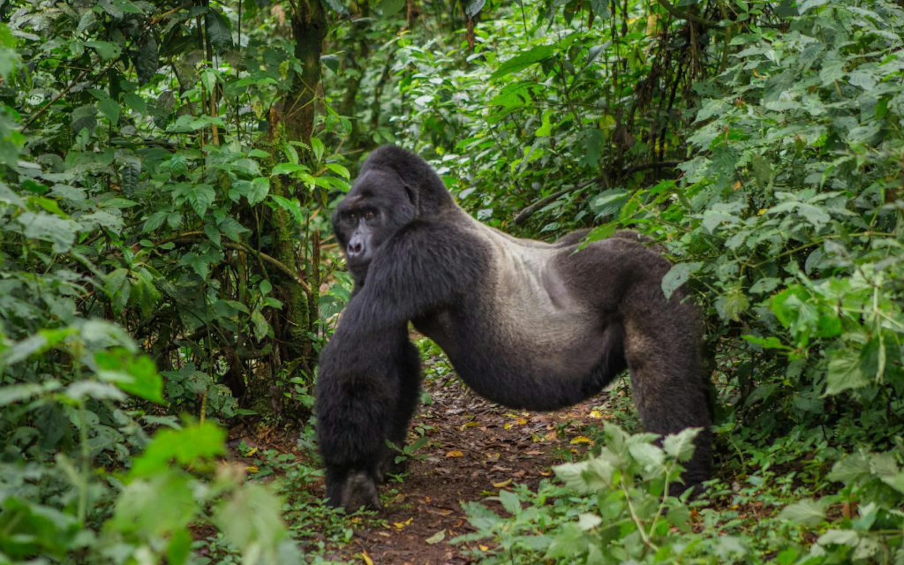 A mountain gorilla walks along a leafy forest path, its dark fur catching light through dense green vines.