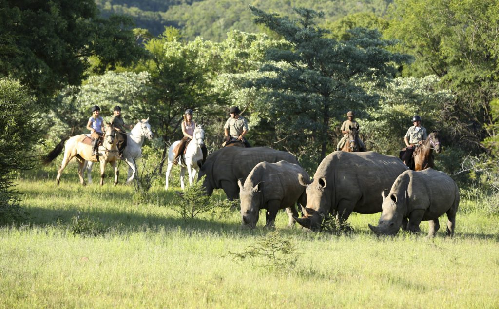 Riders on horseback watch white rhinos grazing in tall grass near a line of leafy trees on the open plain.