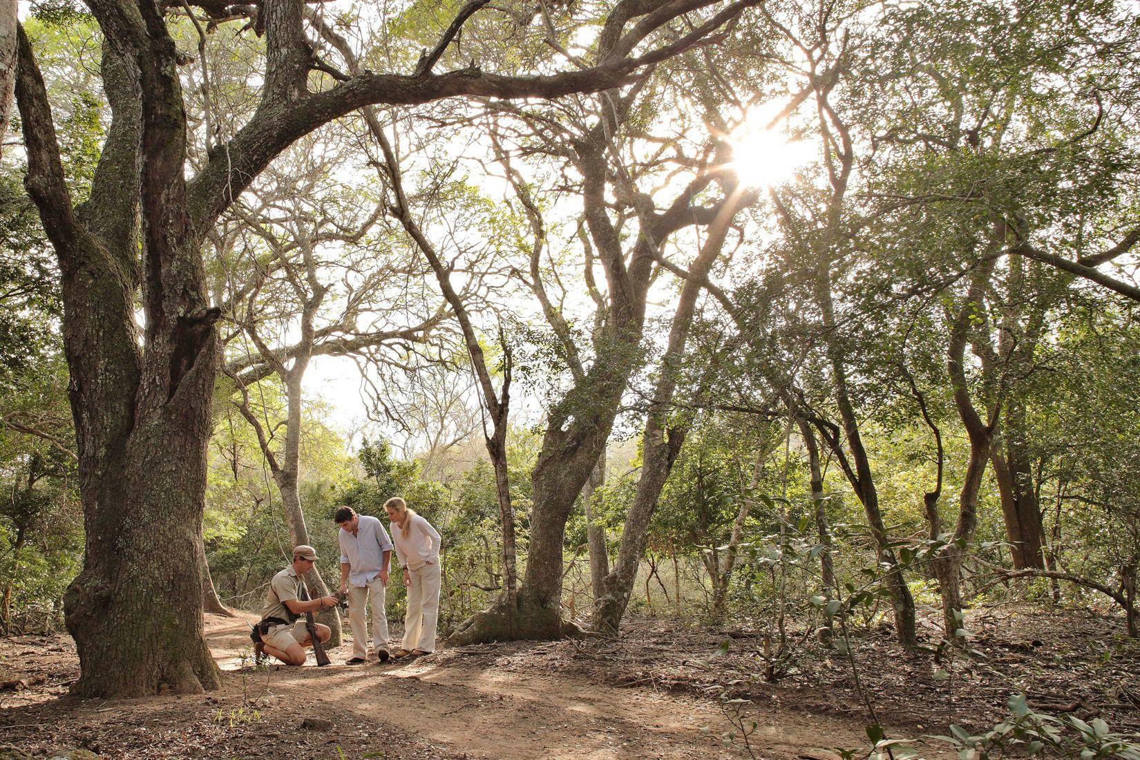 A walking safari group pauses under tall trees in dappled shade while a guide gestures along the sandy path.