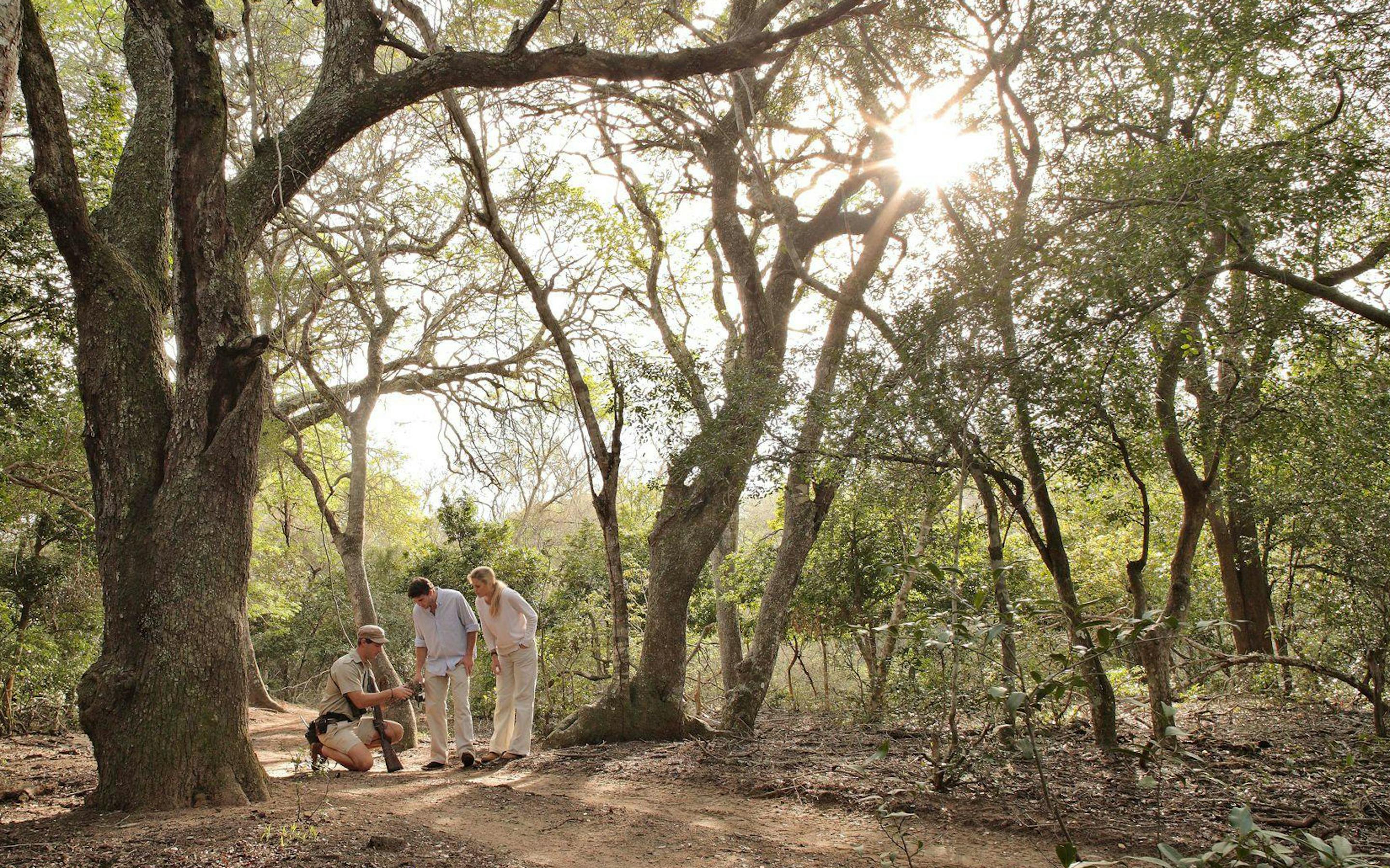 A walking safari group pauses under tall trees in dappled shade while a guide gestures along the sandy path.