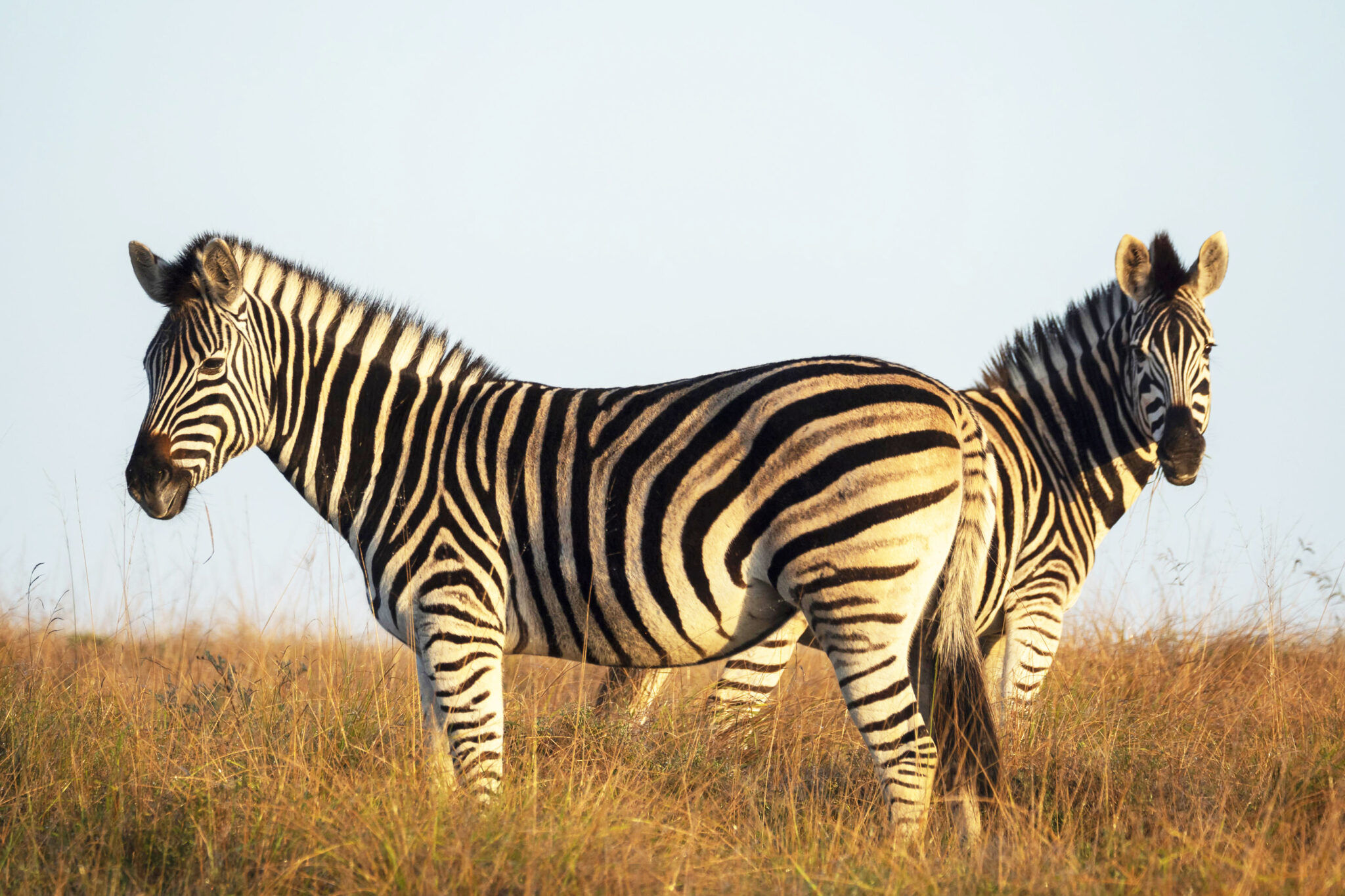 Zebras stand in tall grass, their bold black-and-white stripes sharply defined against a soft savanna backdrop.