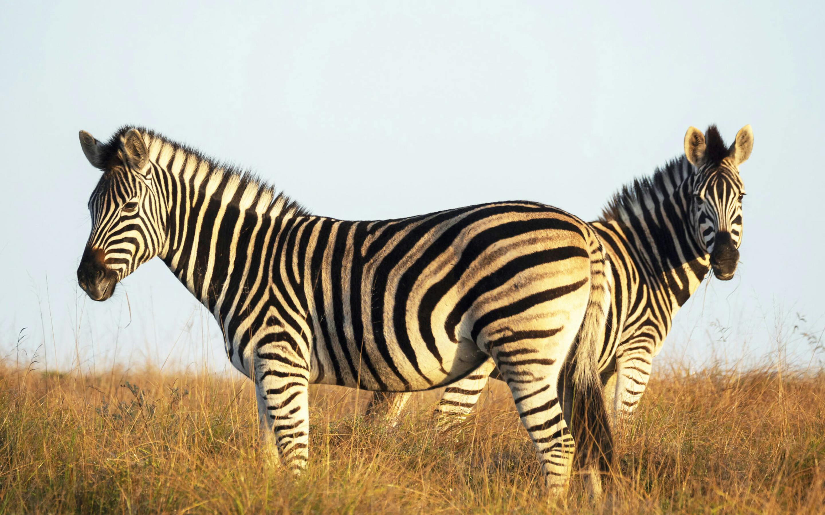 Zebras stand in tall grass, their bold black-and-white stripes sharply defined against a soft savanna backdrop.