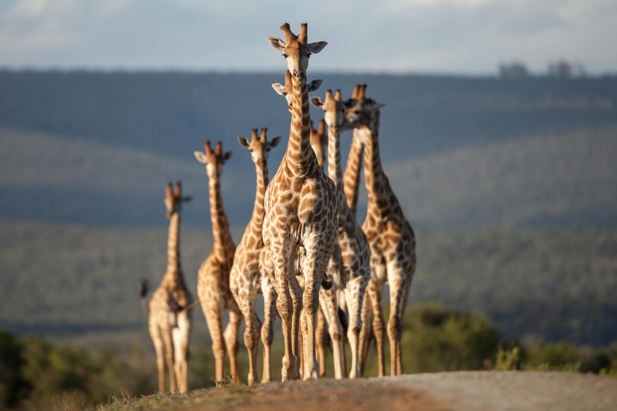 A herd of giraffes stands in open grassland, their long necks silhouetted against distant hills and pale sky.