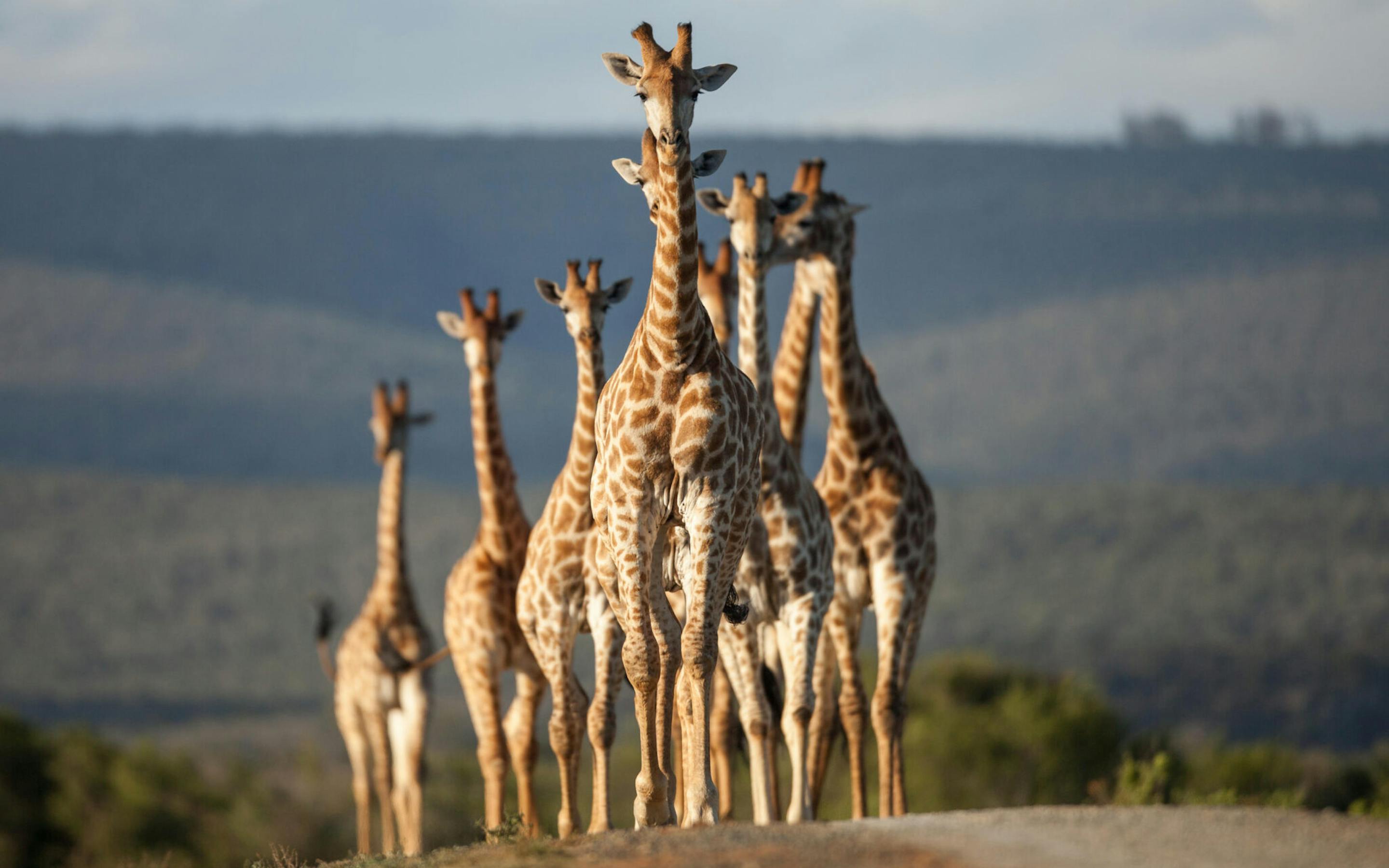 A herd of giraffes stands in open grassland, their long necks silhouetted against distant hills and pale sky.