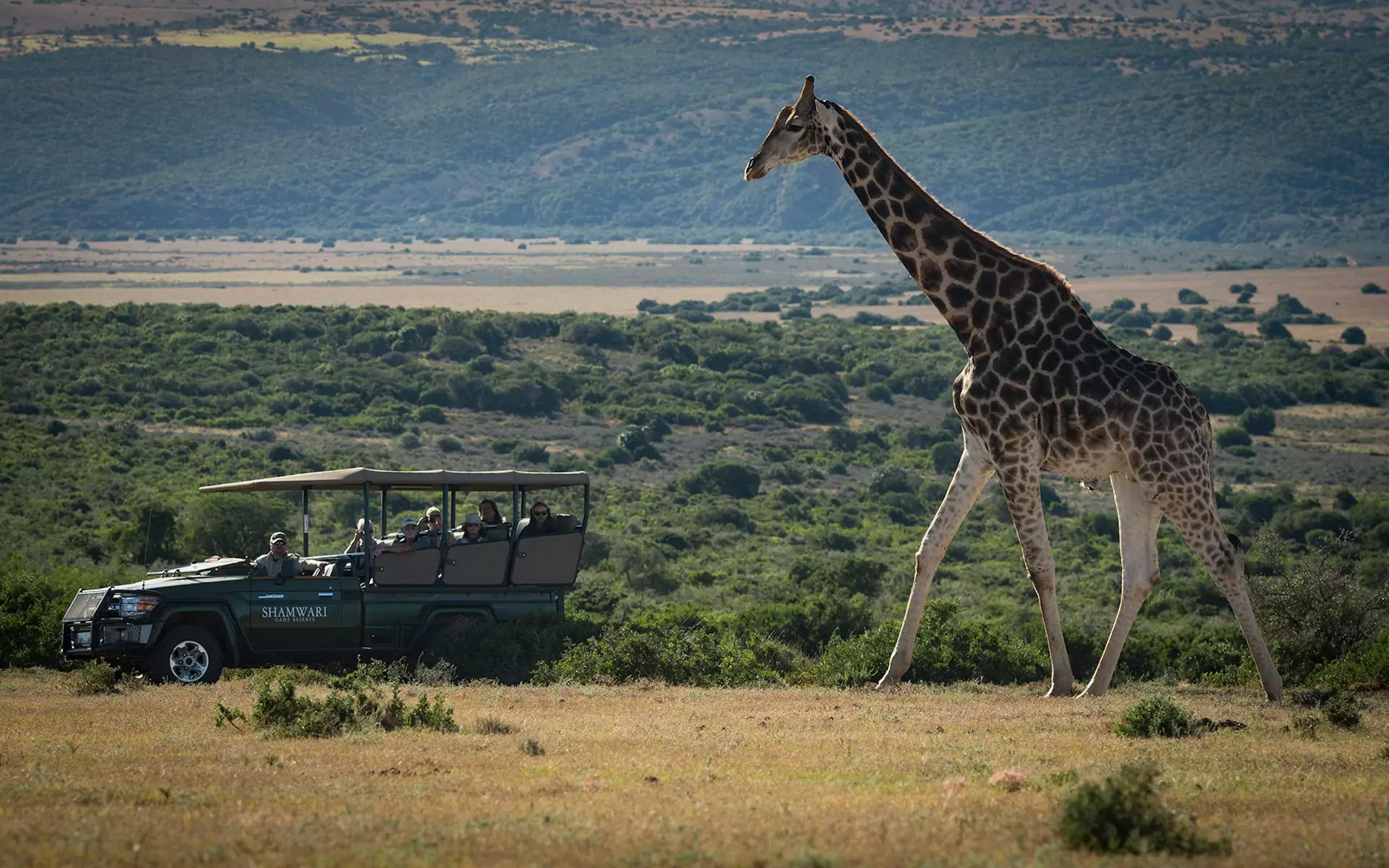 A safari vehicle pauses on open plains as a giraffe walks past, with layered hills and clear blue sky beyond.