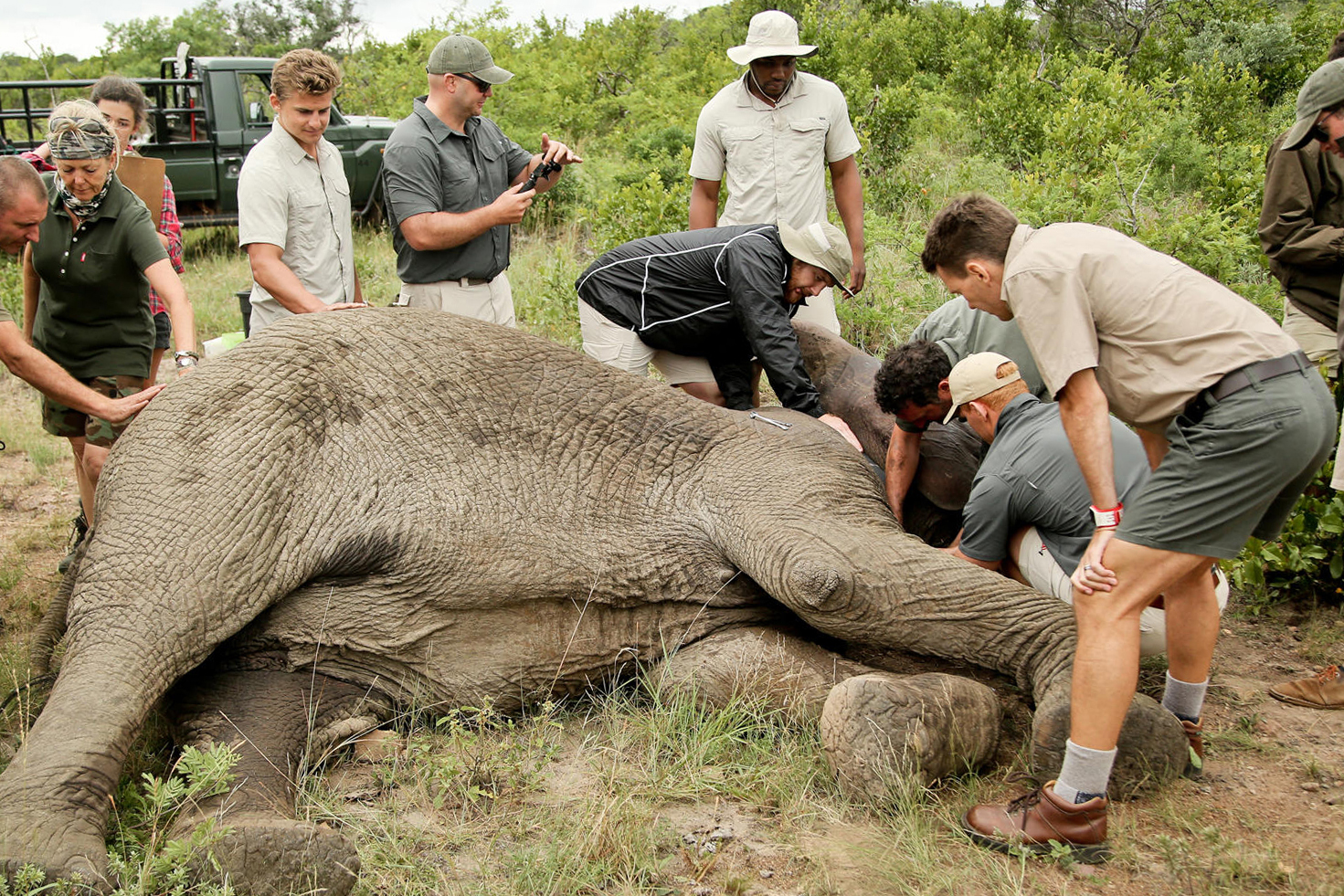 Wildlife staff kneel beside a sedated elephant during a conservation procedure, with equipment laid out nearby.
