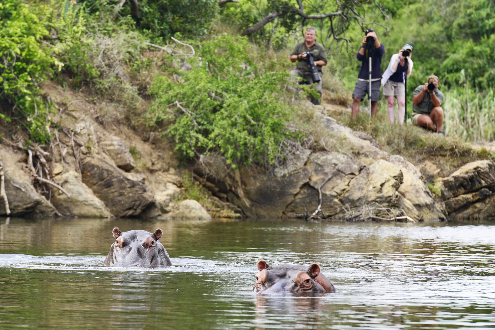 Hippos surface in a calm river as guests watch from a rocky bank, with green shrubs and reeds in afternoon light.