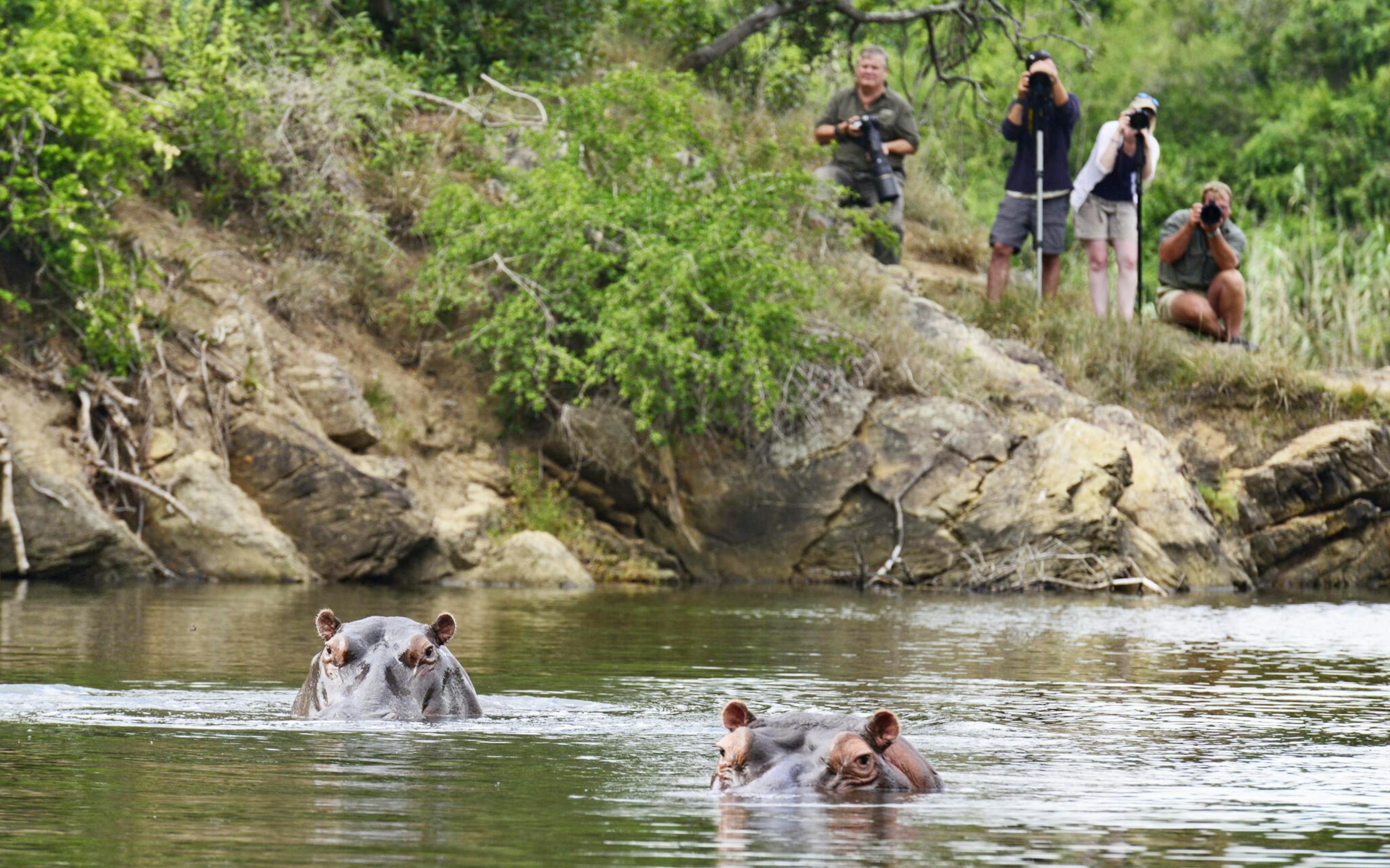 Hippos surface in a calm river as guests watch from a rocky bank, with green shrubs and reeds in afternoon light.