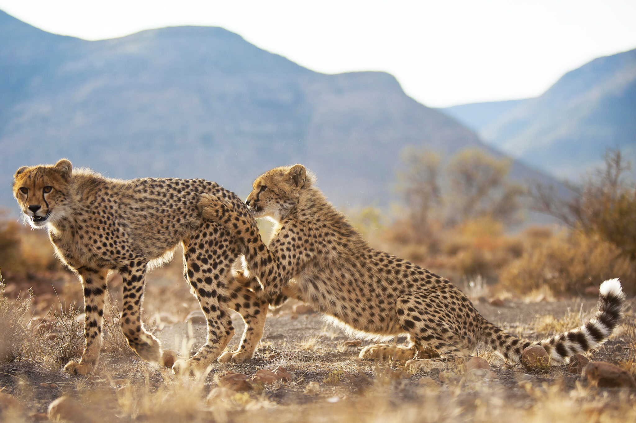 Two cheetah cubs play on sandy ground, with blue-gray mountains in the distance.