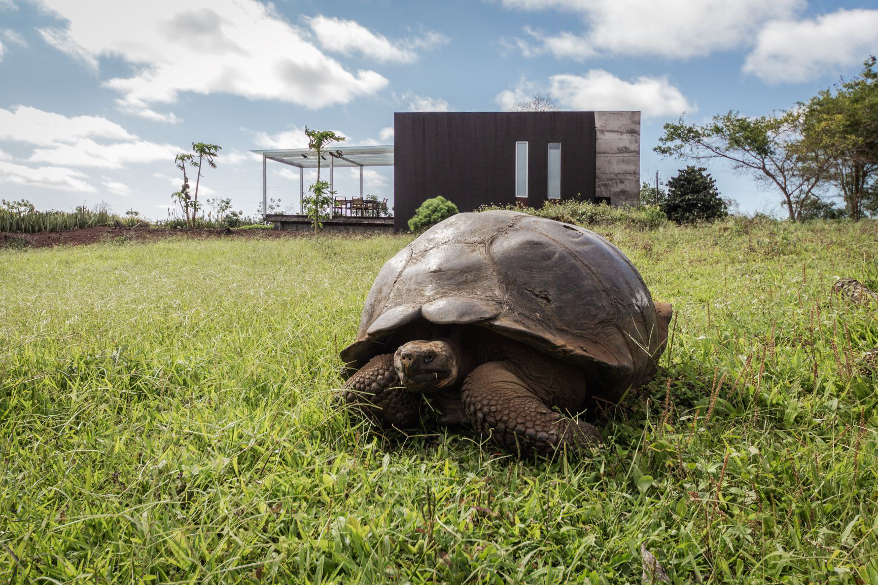 A giant tortoise walks through short green grass, with a dark modern building and open sky in the distance.