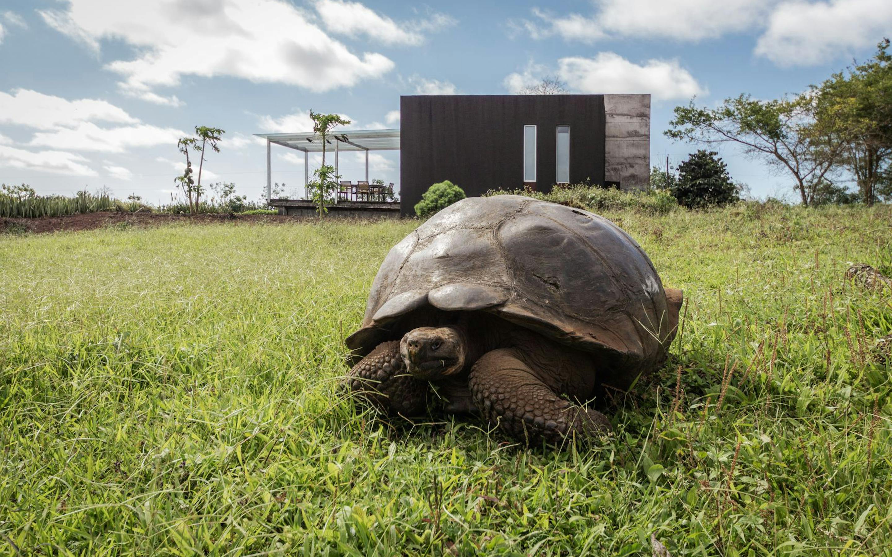 A giant tortoise walks through short green grass, with a dark modern building and open sky in the distance.