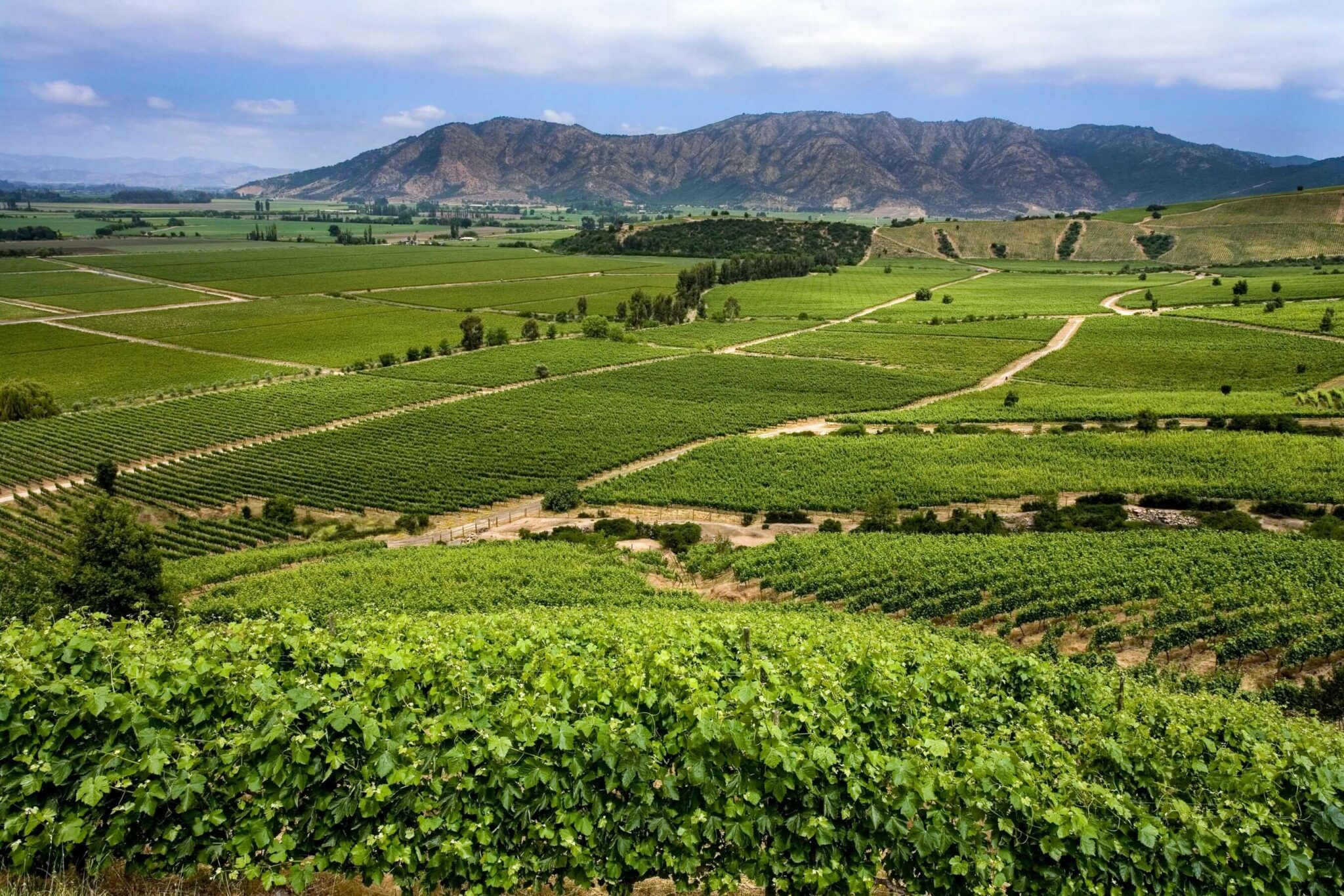 Sunlit vineyard rows roll across a green valley toward rugged hills and a broad mountain ridge under clouds.