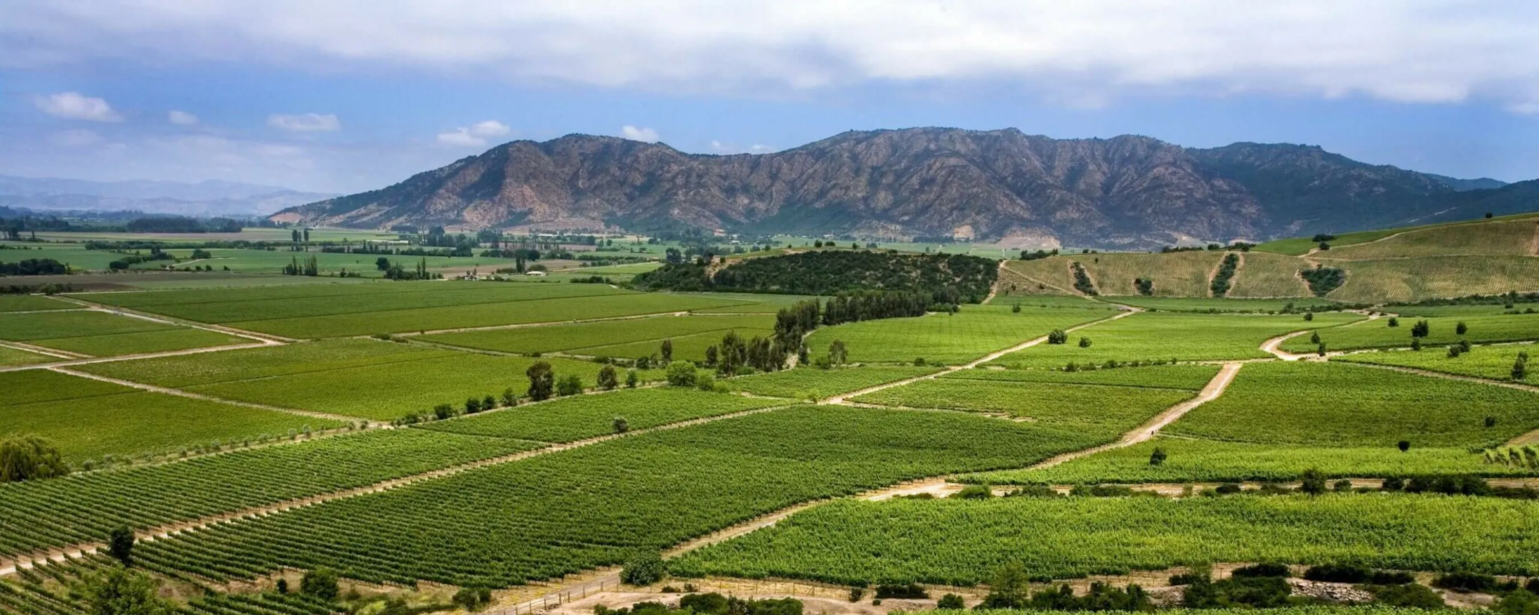 Sunlit vineyard rows roll across a green valley toward rugged hills and a broad mountain ridge under clouds.