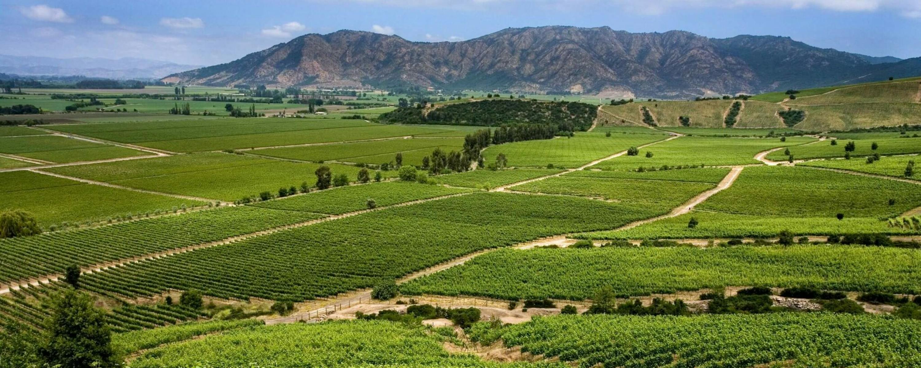 Sunlit vineyard rows roll across a green valley toward rugged hills and a broad mountain ridge under clouds.